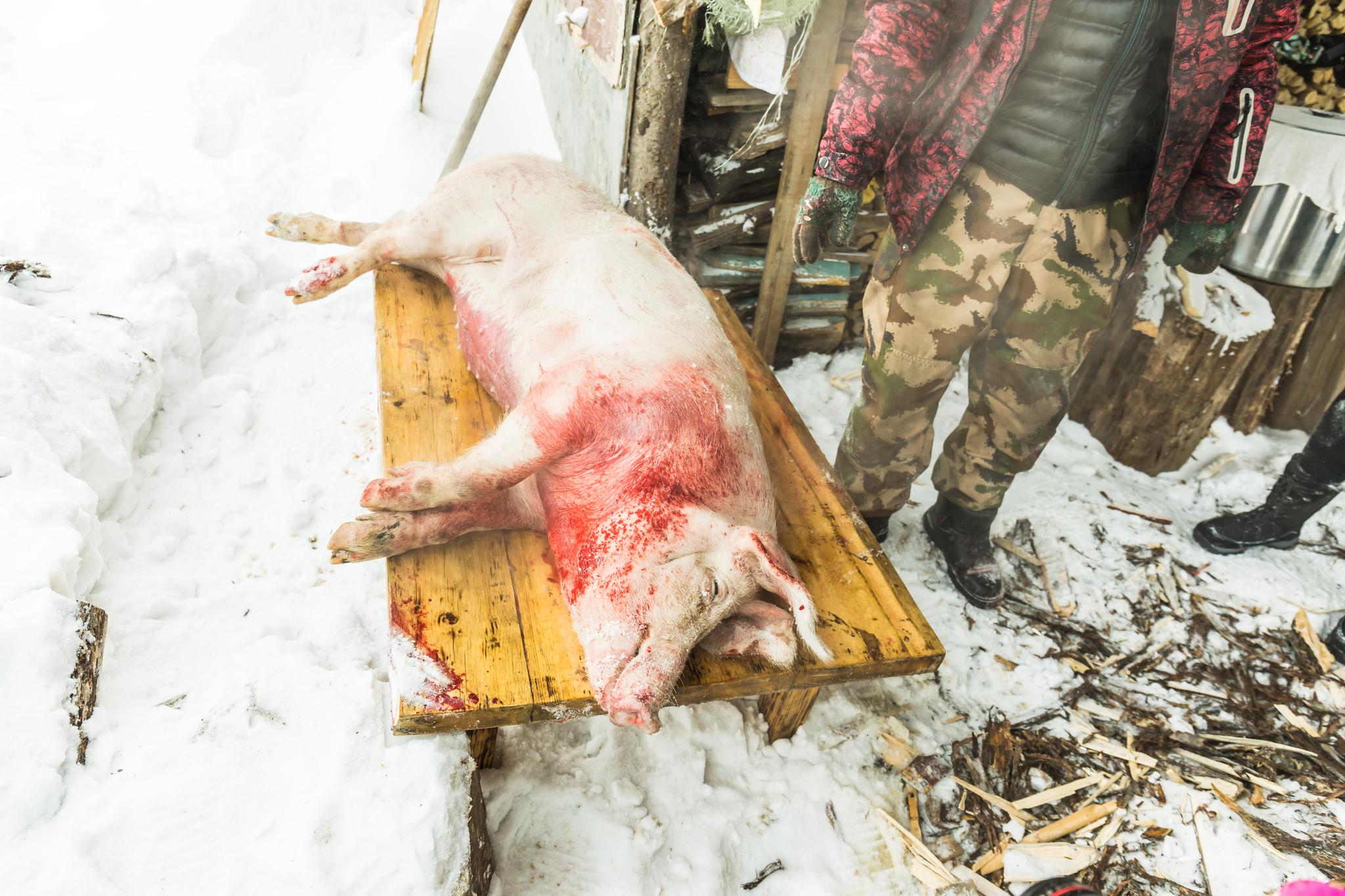东北童谣中说"小孩小孩你别哭,进了腊月就杀猪","小孩小孩你别馋,过了
