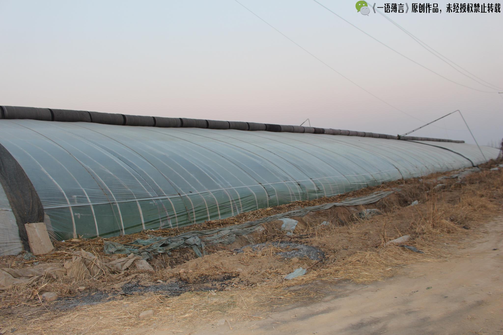 农村男子种植有机蔬菜,年收入十几万|大哥|蔬菜|大棚_新浪新闻