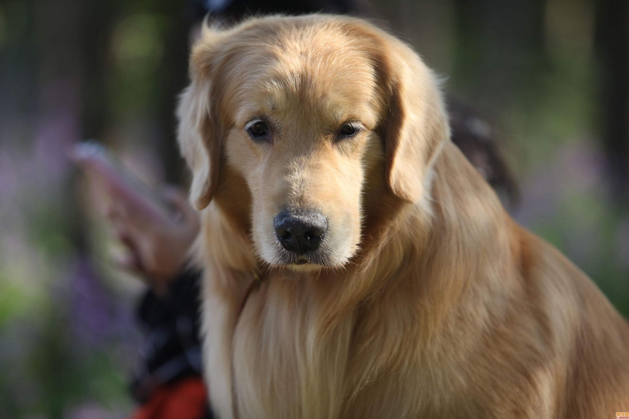 金毛自己跑出去玩,竟然还学会打车回家!真是让我哭笑不得!