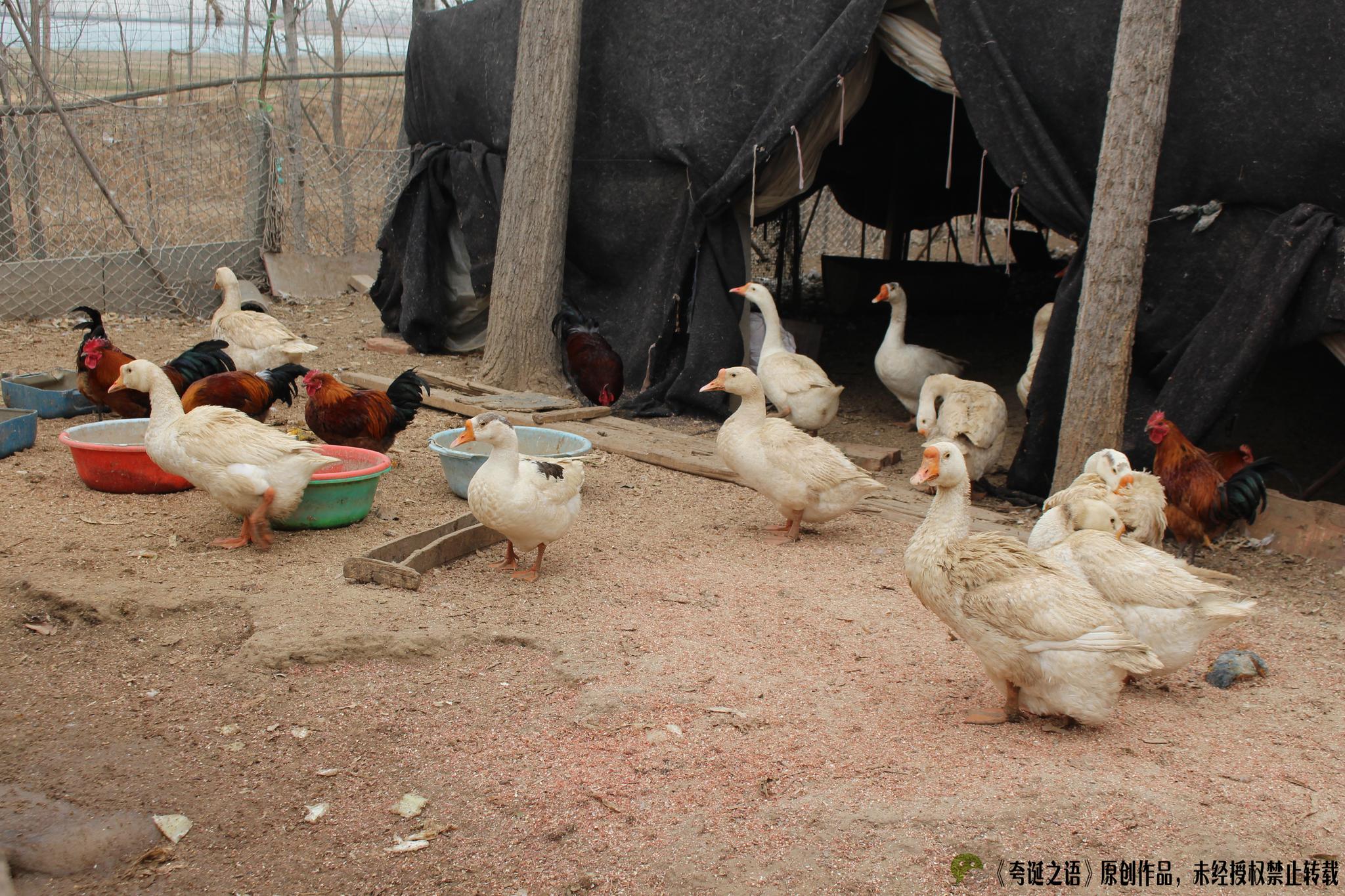 农村6旬老人靠养鸡路边卖蛋维持生计,却活的悠然自得