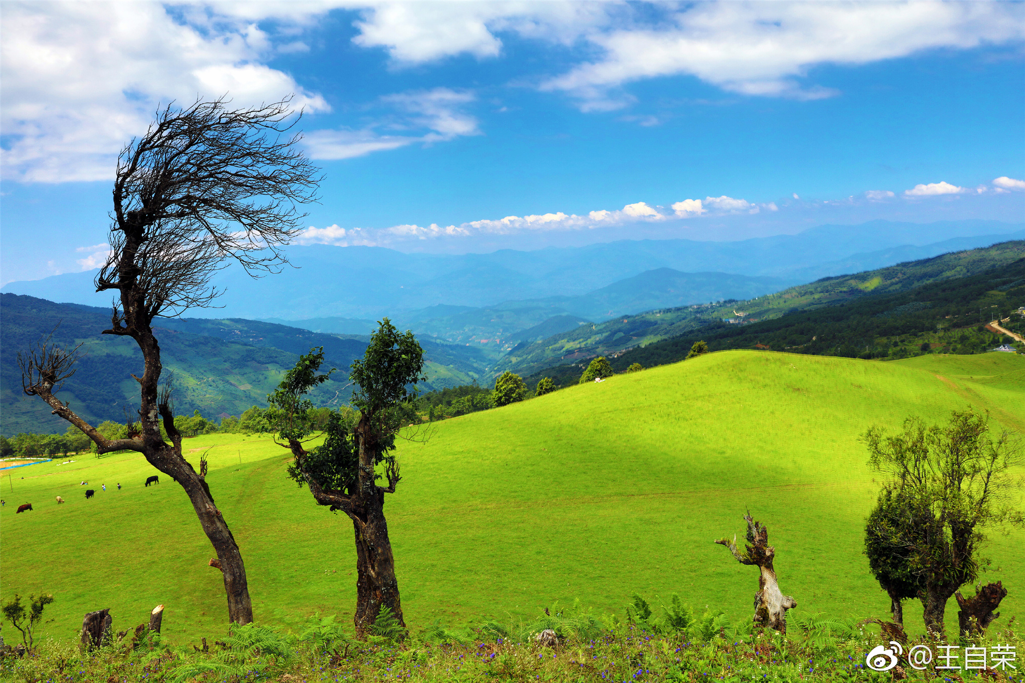 这段时间,在临沧的几个微信公众号上|南美|临沧|微信_新浪新闻