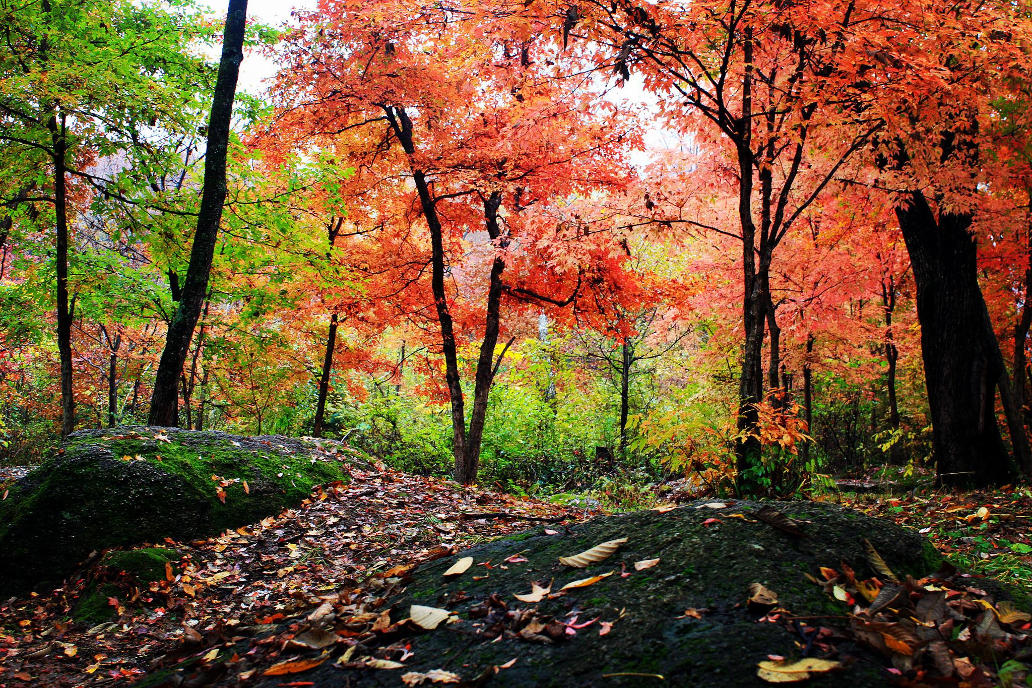 红叶谷的秋天像童话,锦绣山峦,最美秋叶红,蓝天白云金色家园