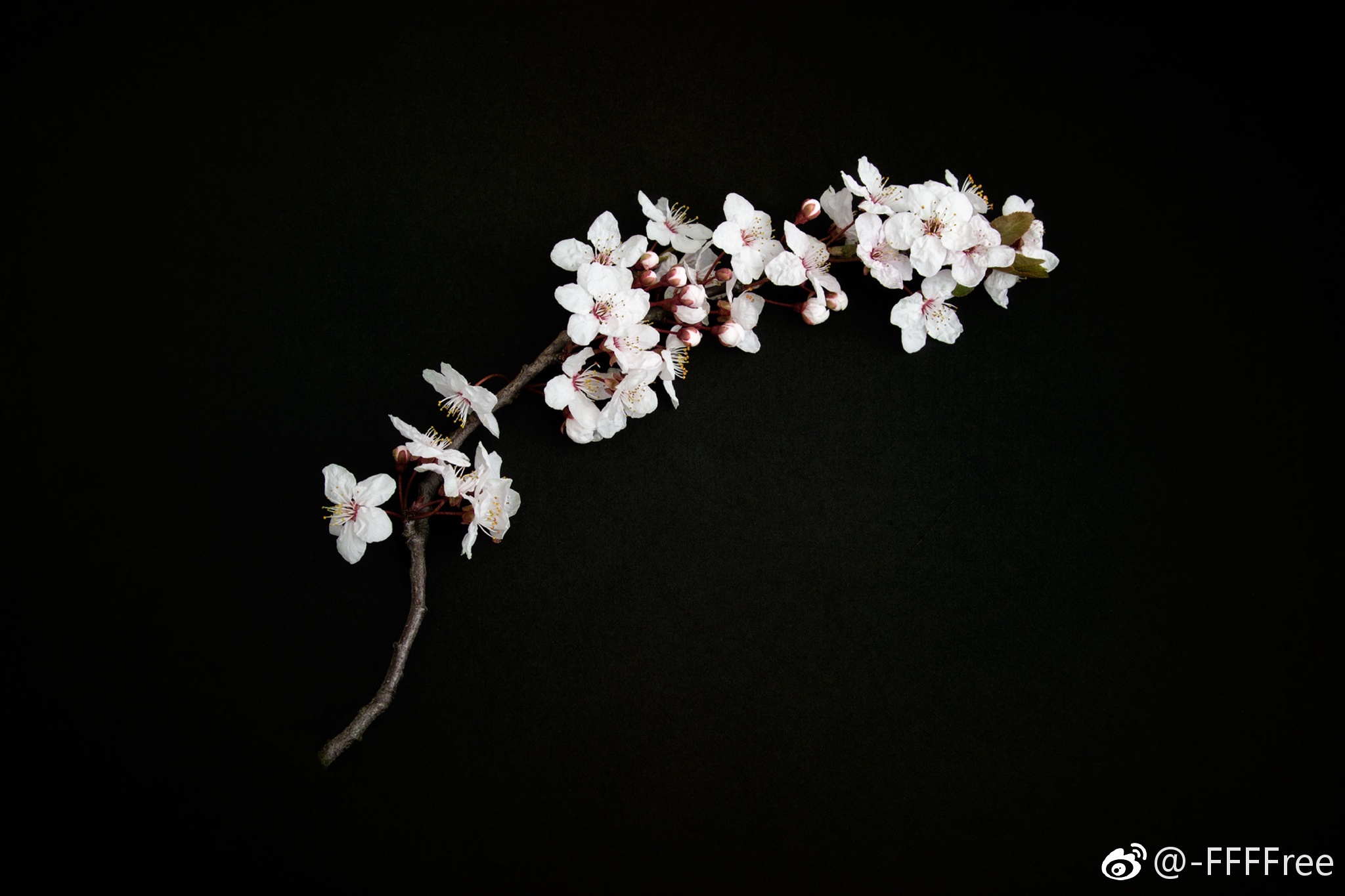 身处黑暗 心向光明玫瑰 樱花 绿藤 拈花 文艺9p黑色背景|樱花|绿| 