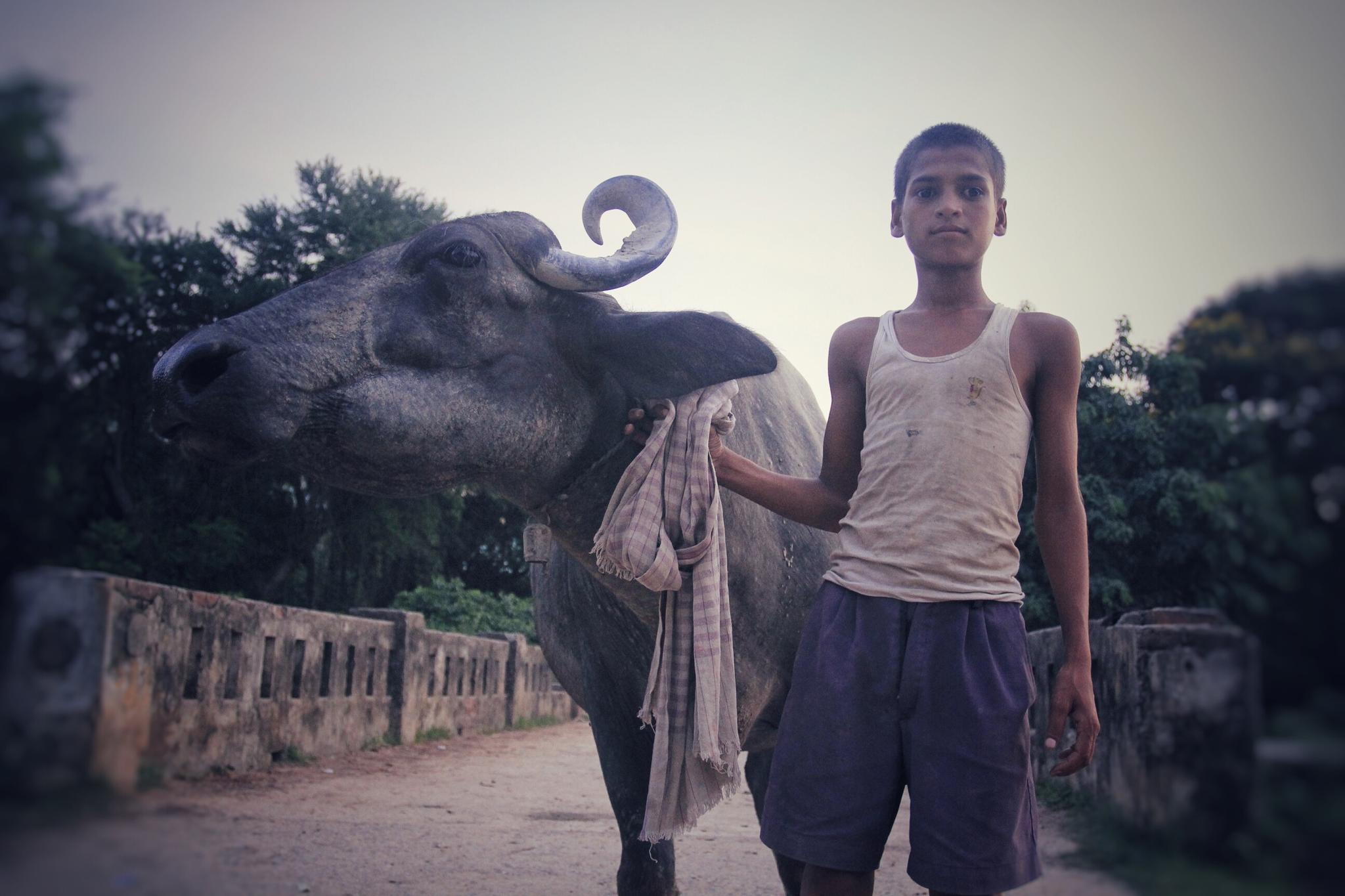 王舍城,放牛娃有没有春天?