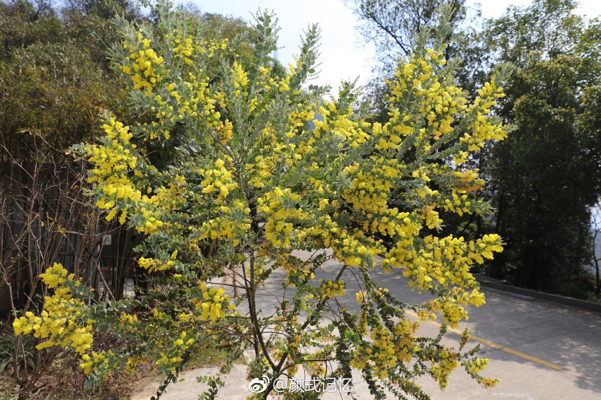 分享图片:山上山花开一一银叶金合欢花(珍珠相思,消息花