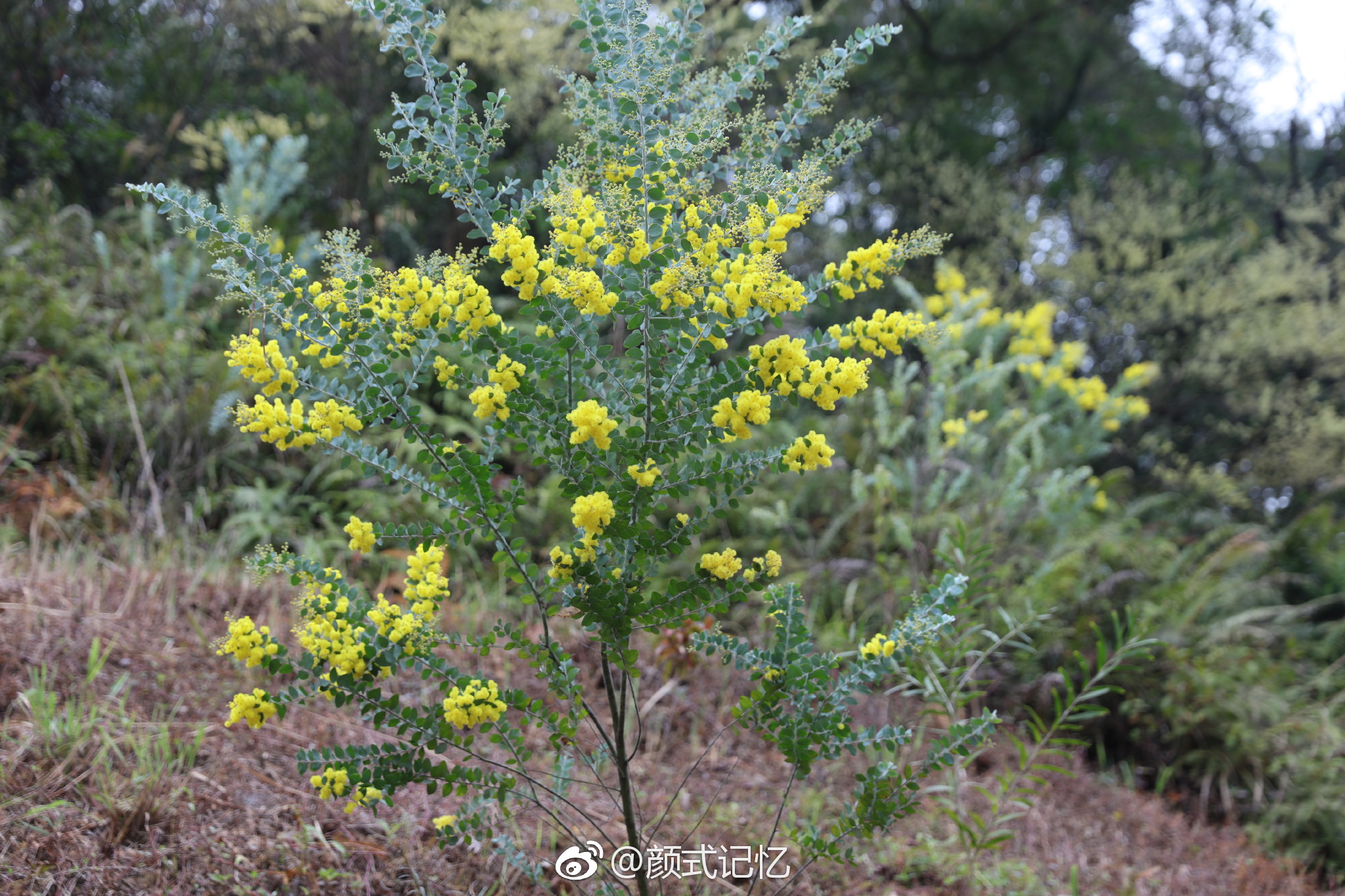分享图片:山上山花开一一银叶金合欢花(珍珠相思,消息花