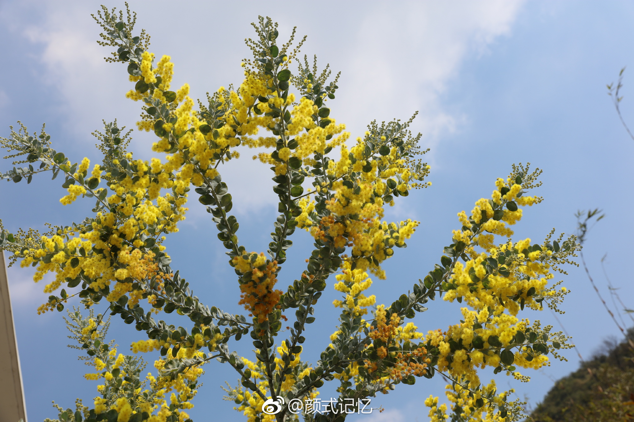 分享图片:山上山花开一一银叶金合欢花(珍珠相思,消息花