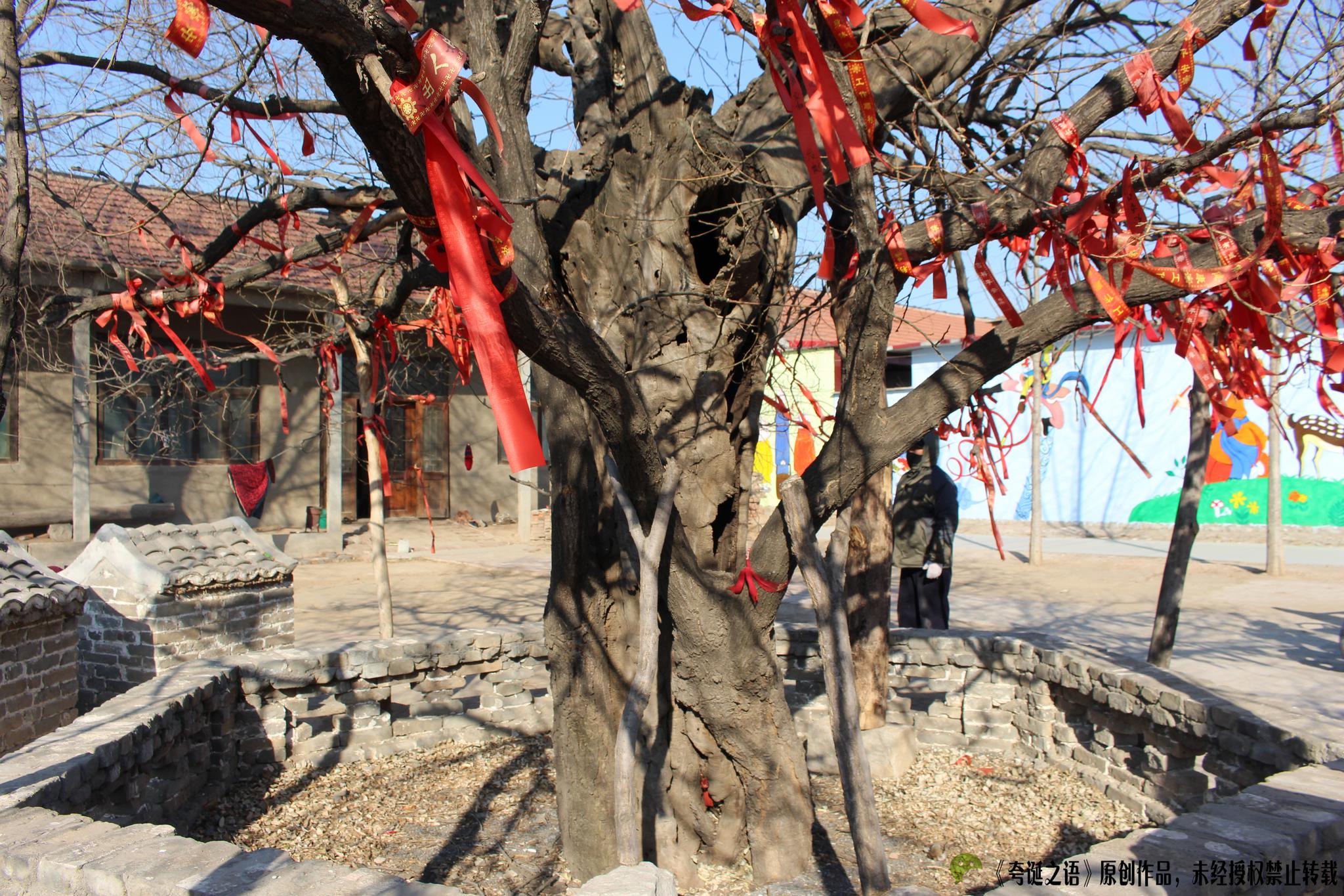 商河农村一小镇有棵千年古树被当地居民奉为神树