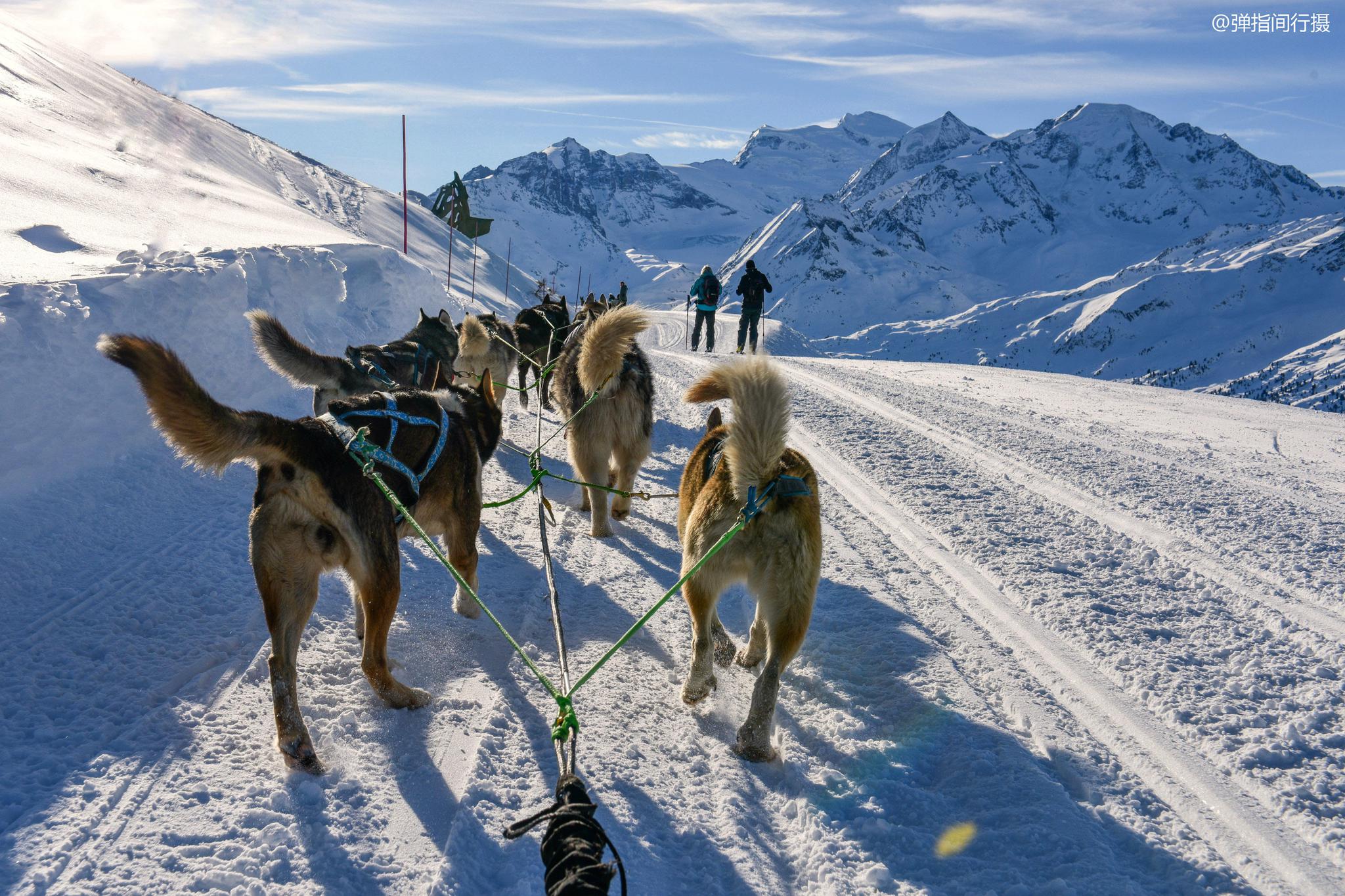 瑞士狗拉雪橇,管理极其严格,8条狗最多拉3人,太胖不能坐