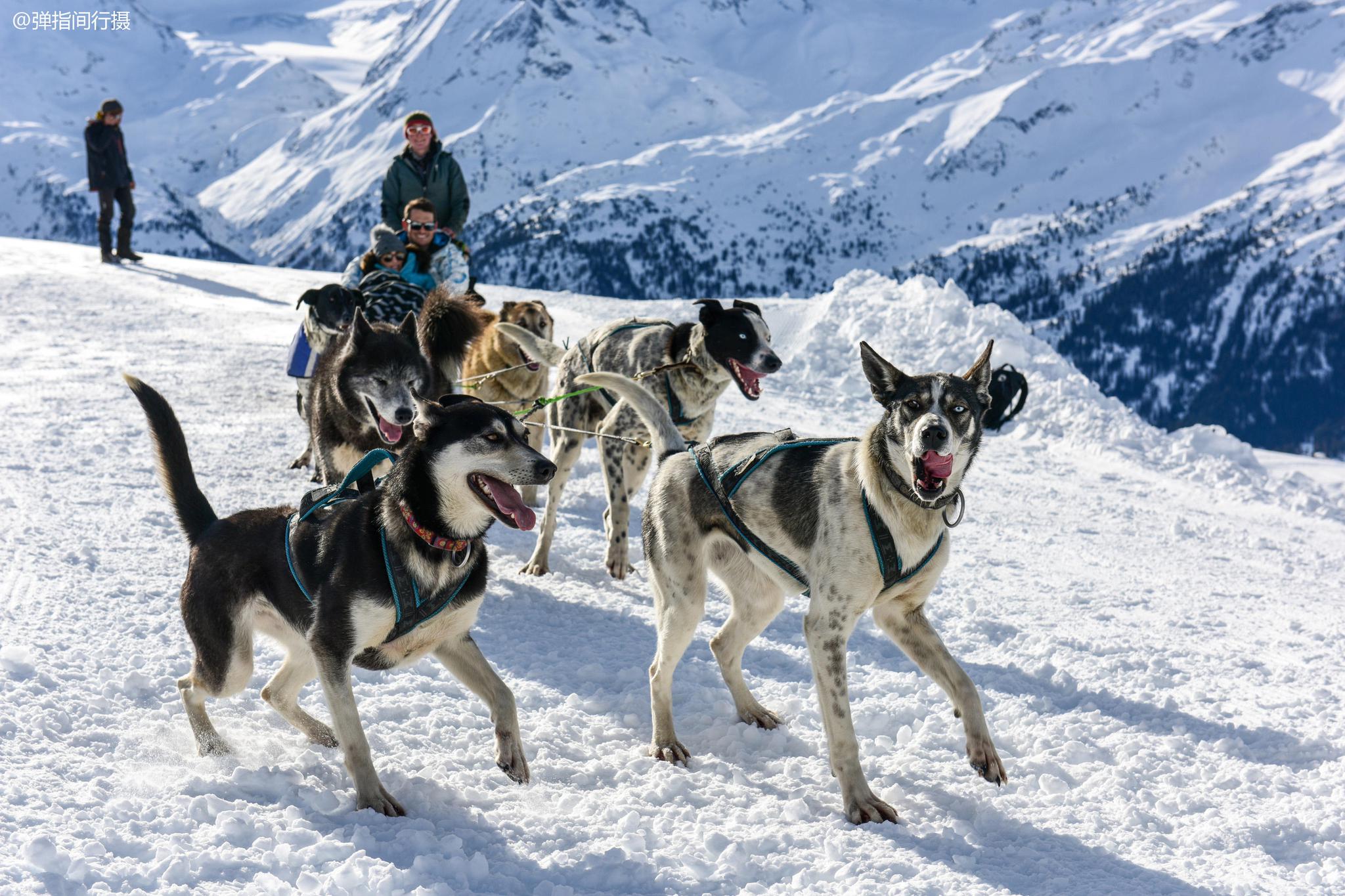 瑞士狗拉雪橇,管理极其严格,8条狗最多拉3人,太胖不能坐