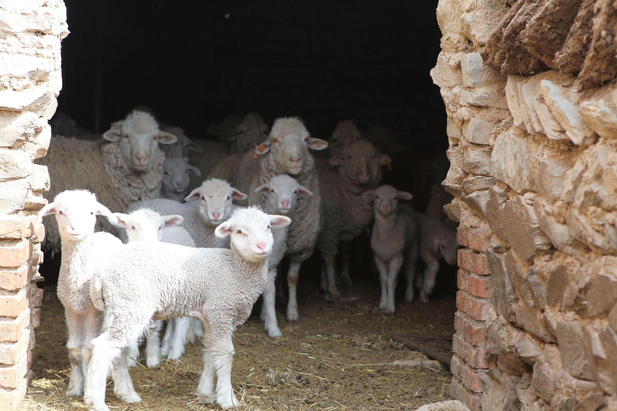 养羊适者生存,不要心存抱怨!