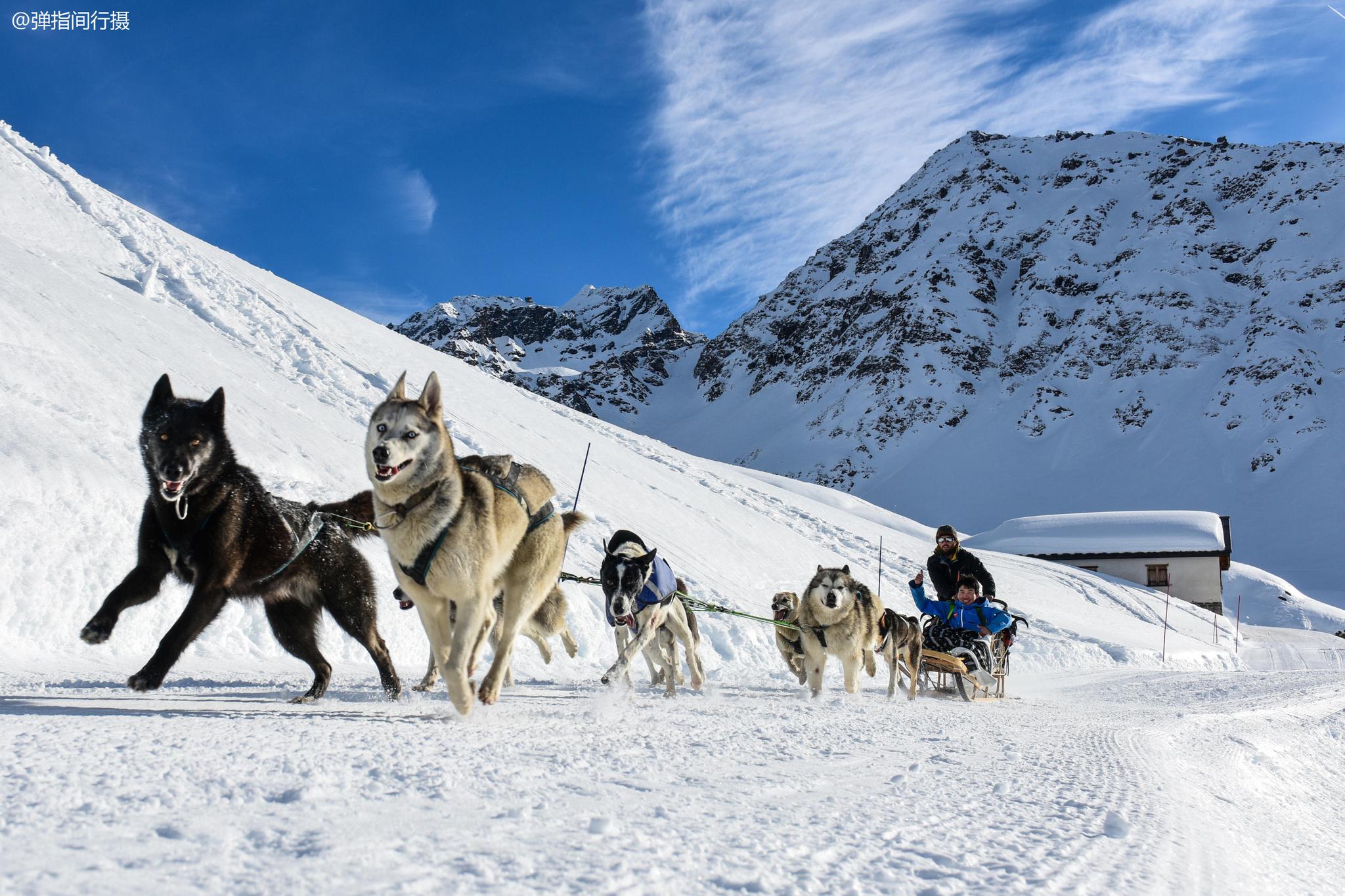 瑞士狗拉雪橇,管理极其严格,8条狗最多拉3人,太胖不能坐