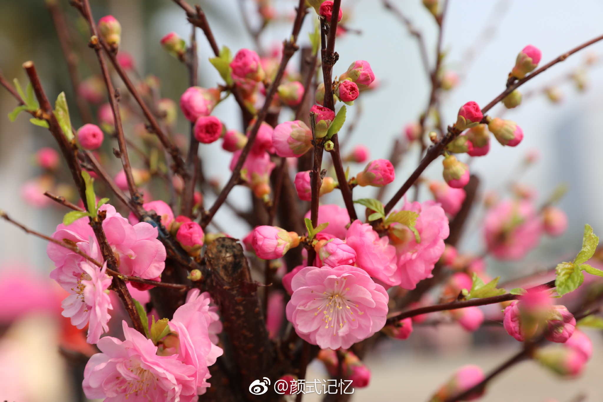 分享图片拜年啦红梅迎春笑春光明媚一一重瓣榆叶梅花