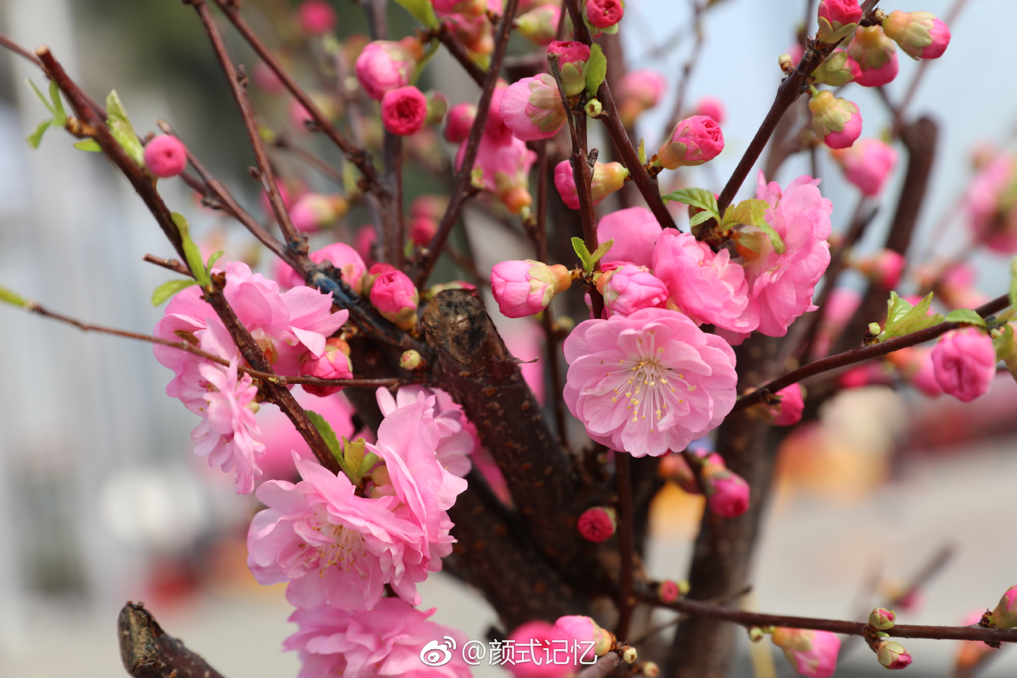 父母爱情白红梅结局 安杰为何不喜欢白红梅