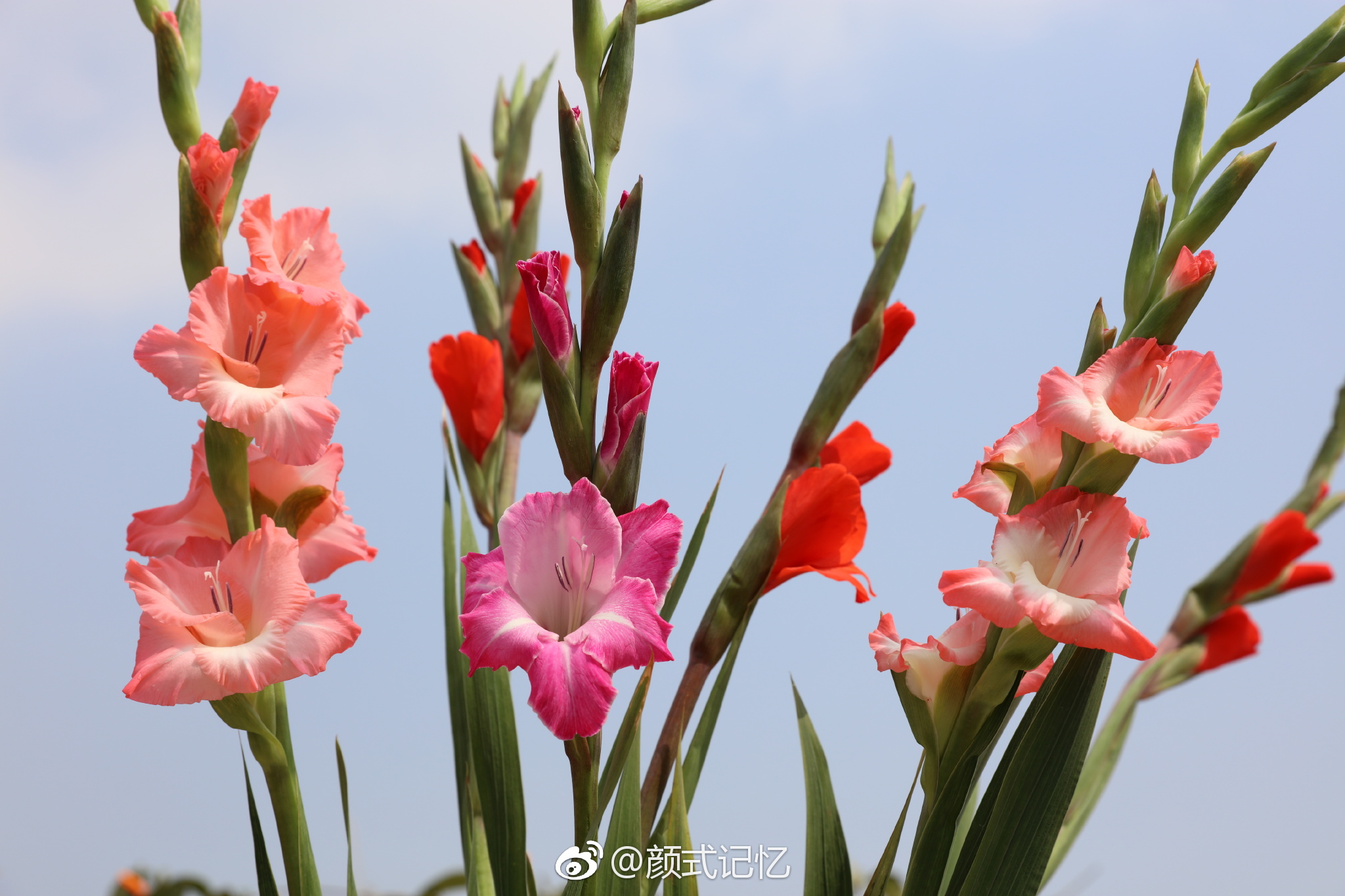 分享图片|节节高|富贵|图片_新浪网
