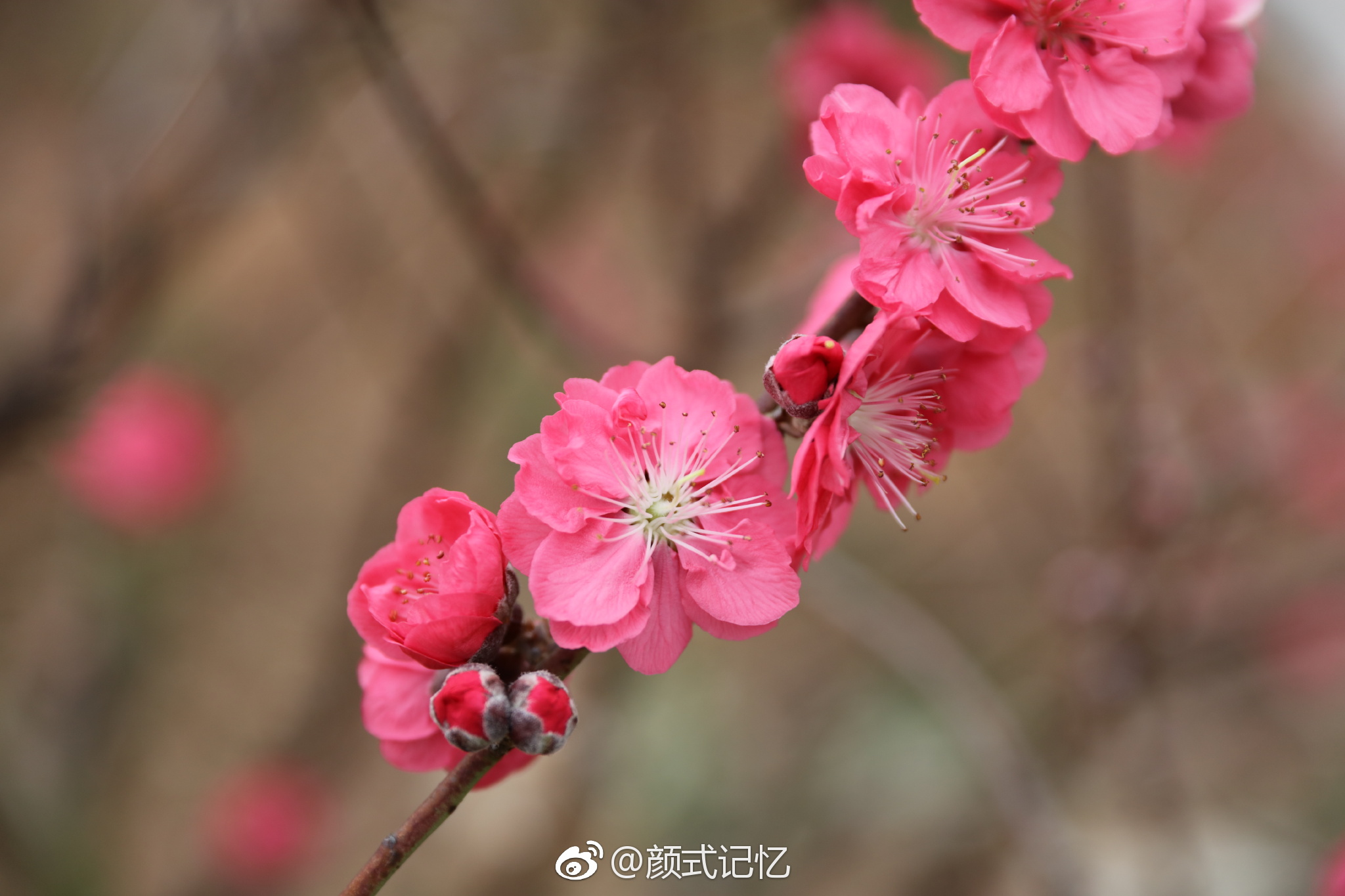 桃之夭夭一一红碧桃盛放串串艳摄于江门市白水带桃花园