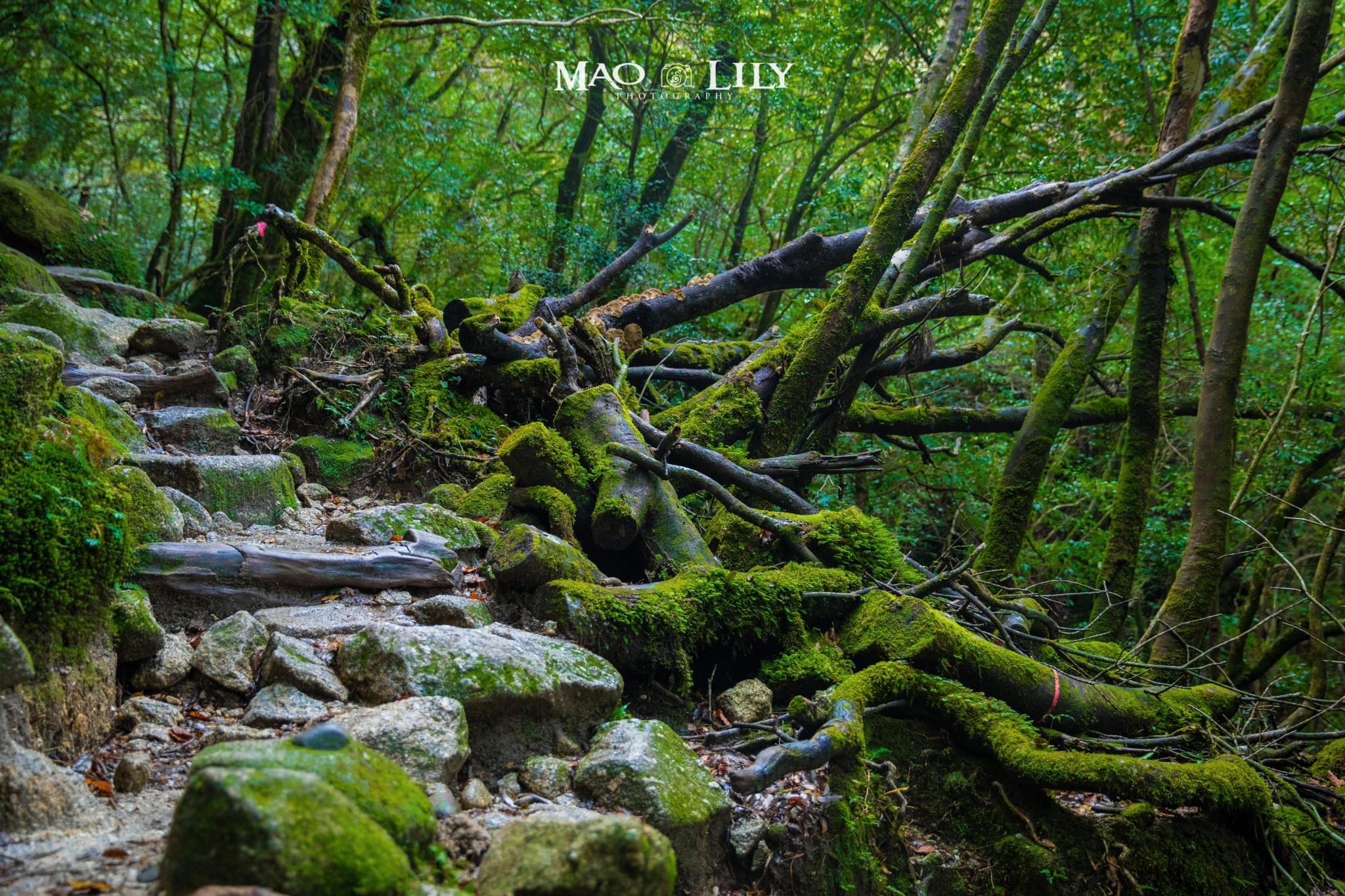 屋久岛与森林奇境的约会