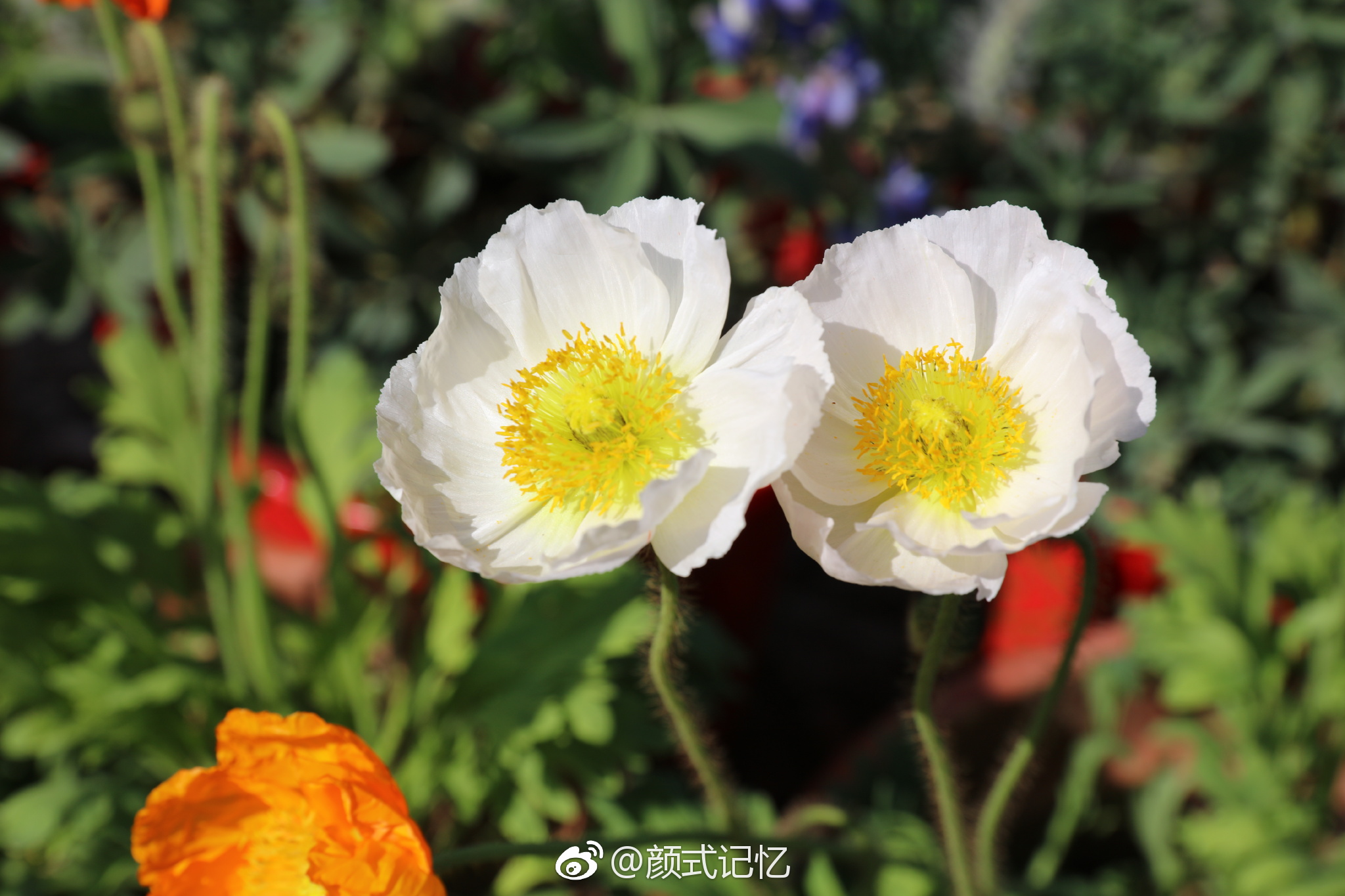 高傲圣洁安慰一一冰岛北极虞美人花