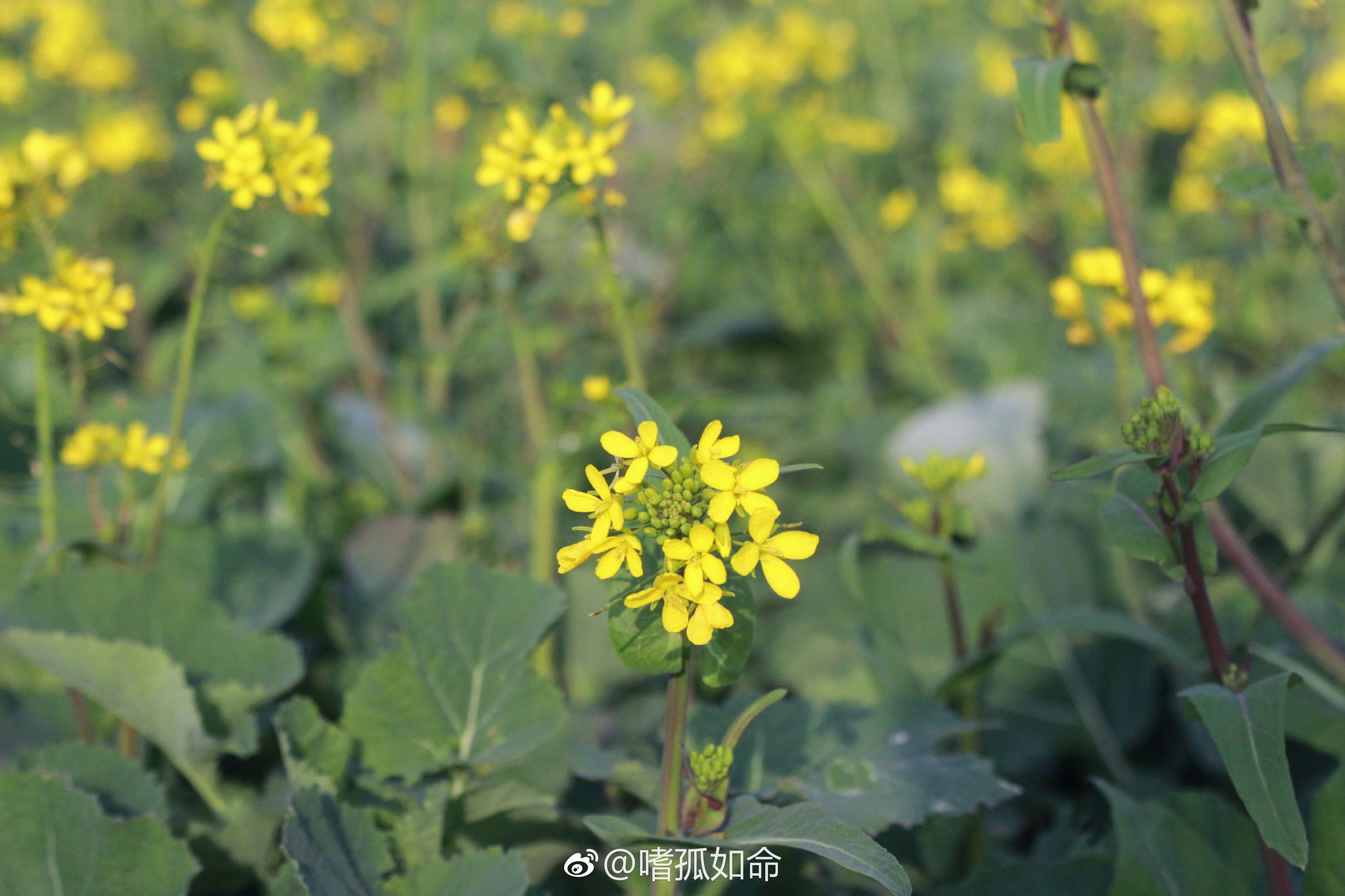 梅子金黄杏子肥,麦花雪白菜花稀