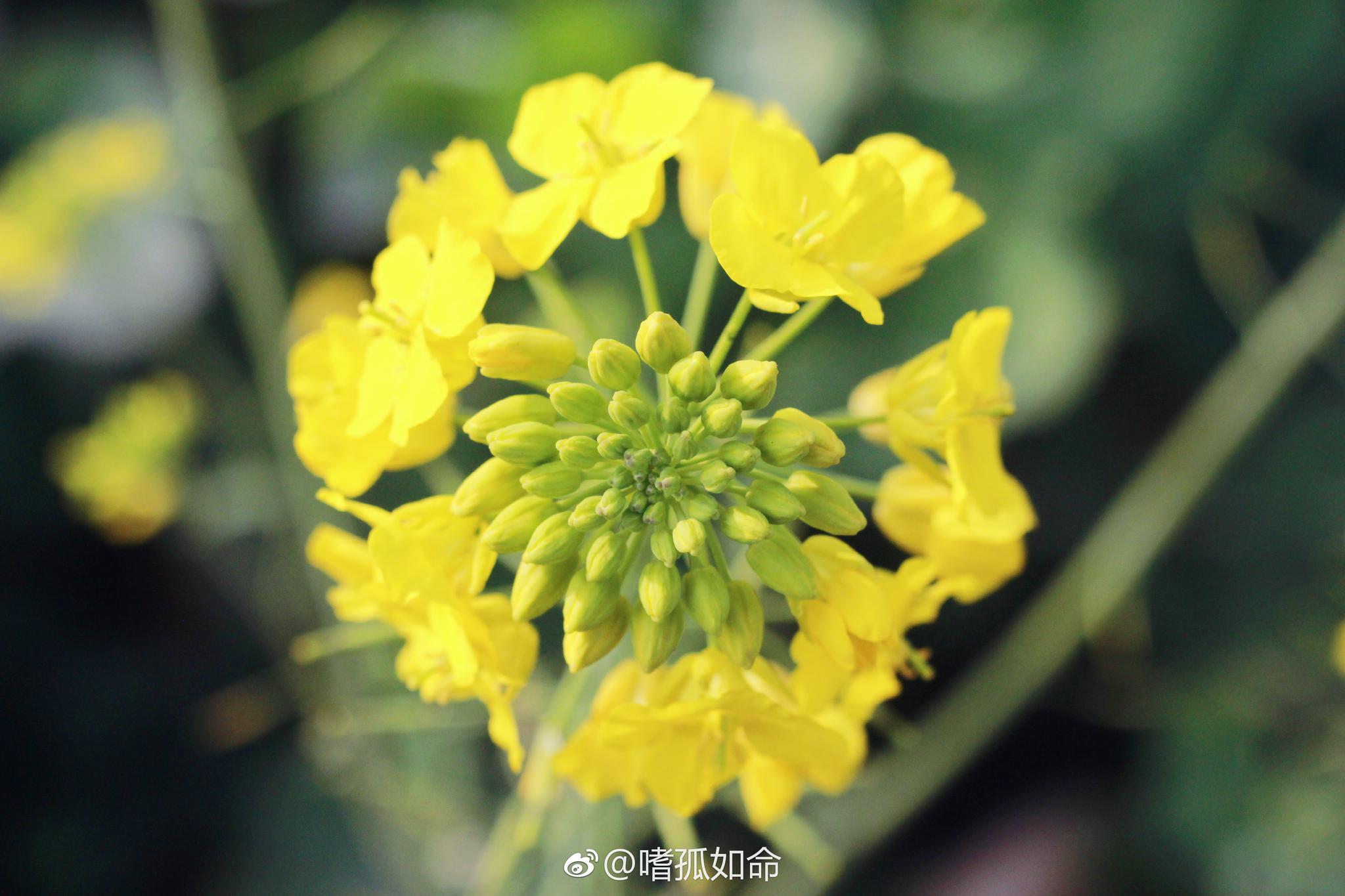 梅子金黄杏子肥,麦花雪白菜花稀