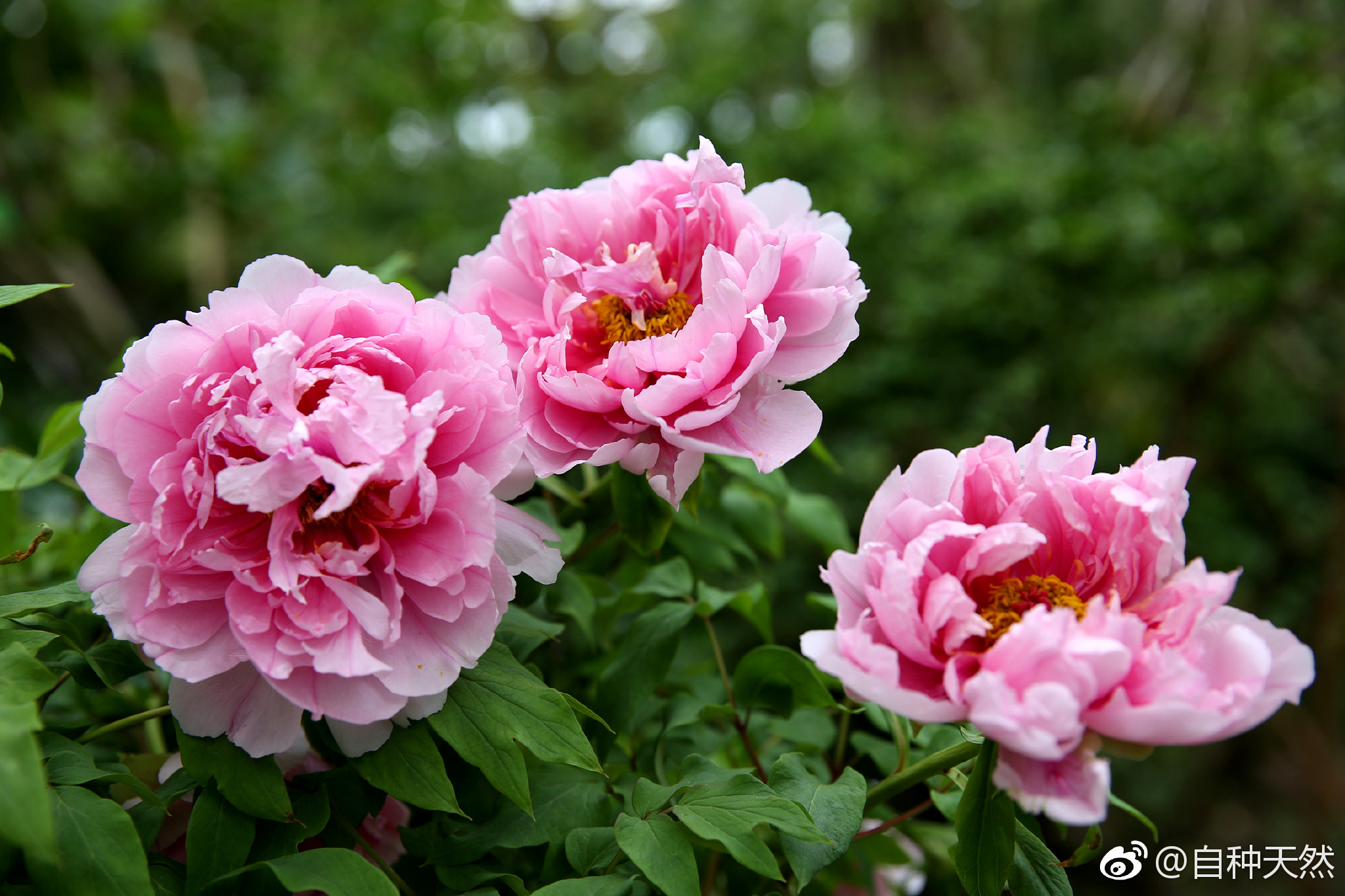 如果一定要选出一种全世界最漂亮的花,原谅鄙人见识少