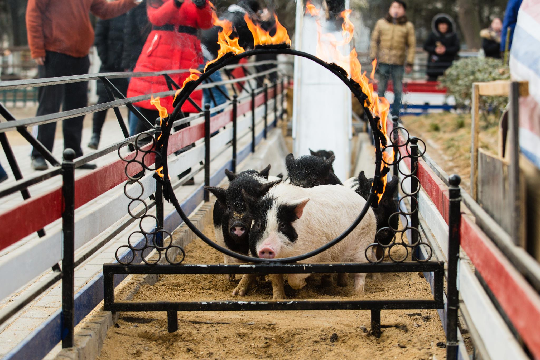 开封|健身|火圈_新浪新闻