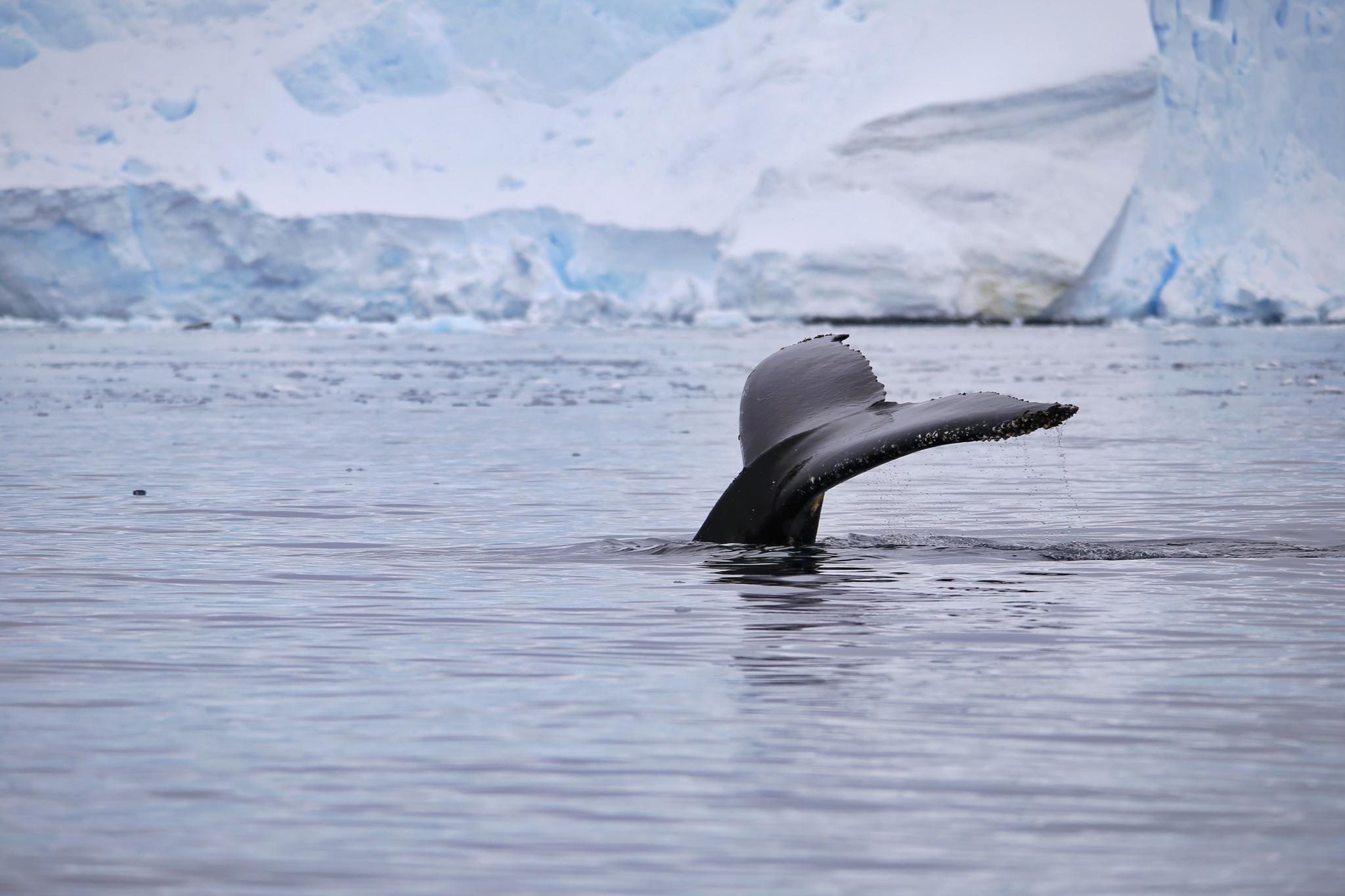 海蓝时见鲸,在南极探游,很多时候需要足够的幸运|鲸鱼|南极|海蓝_新浪