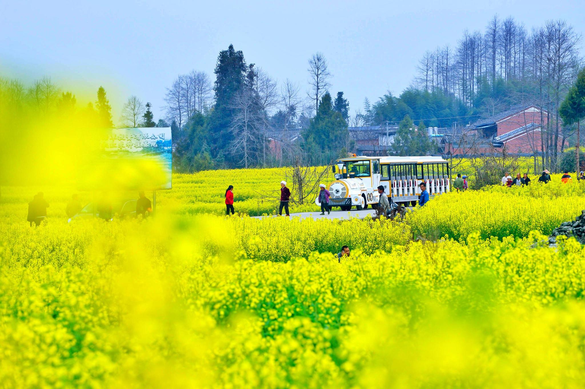 全国各地都在举办油菜花节 云南腾冲高黎贡花海节为何能脱颖而出|腾冲