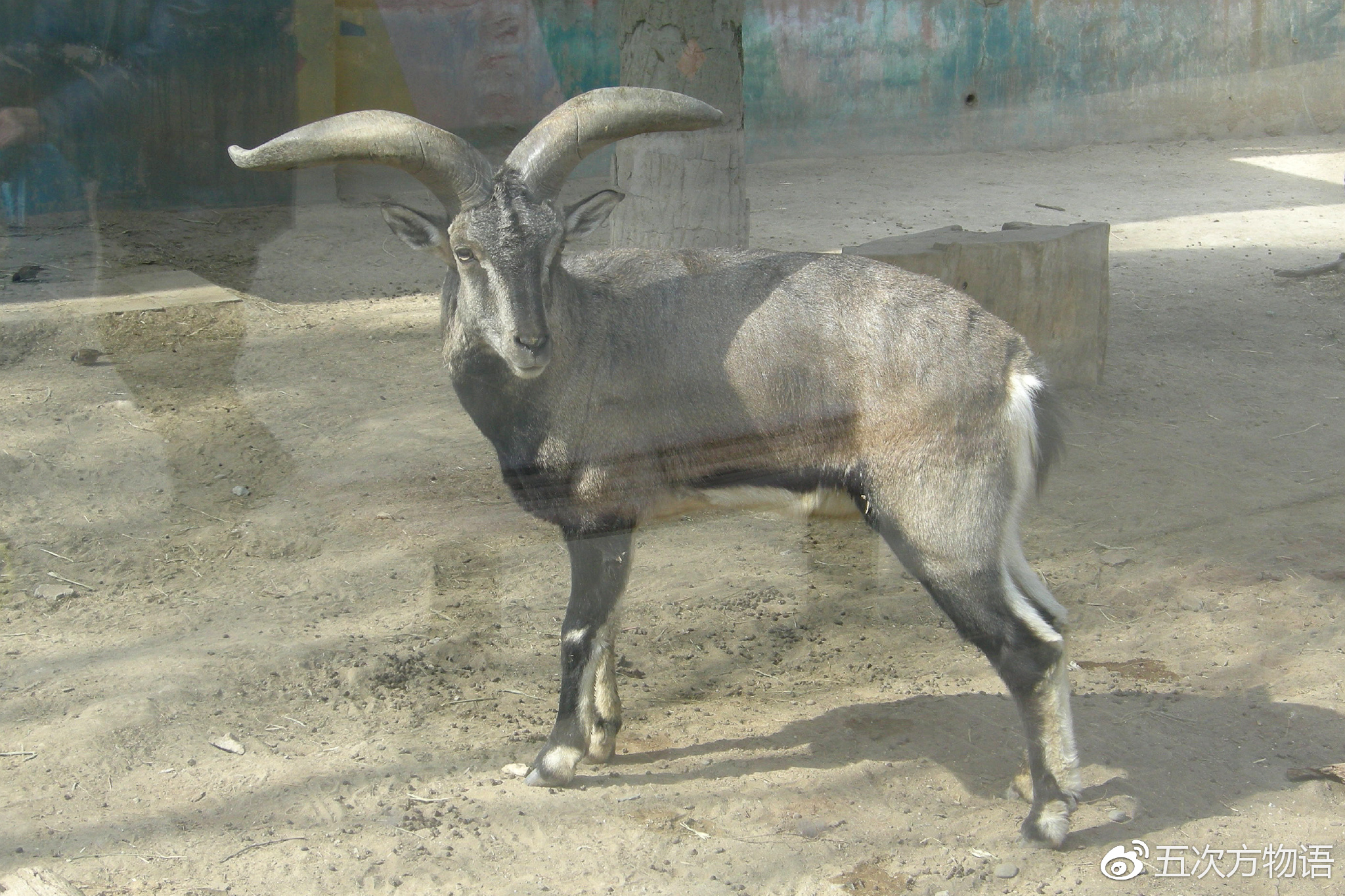 盘羊距离较远,岩羊隔着玻璃,都拍的不清楚.