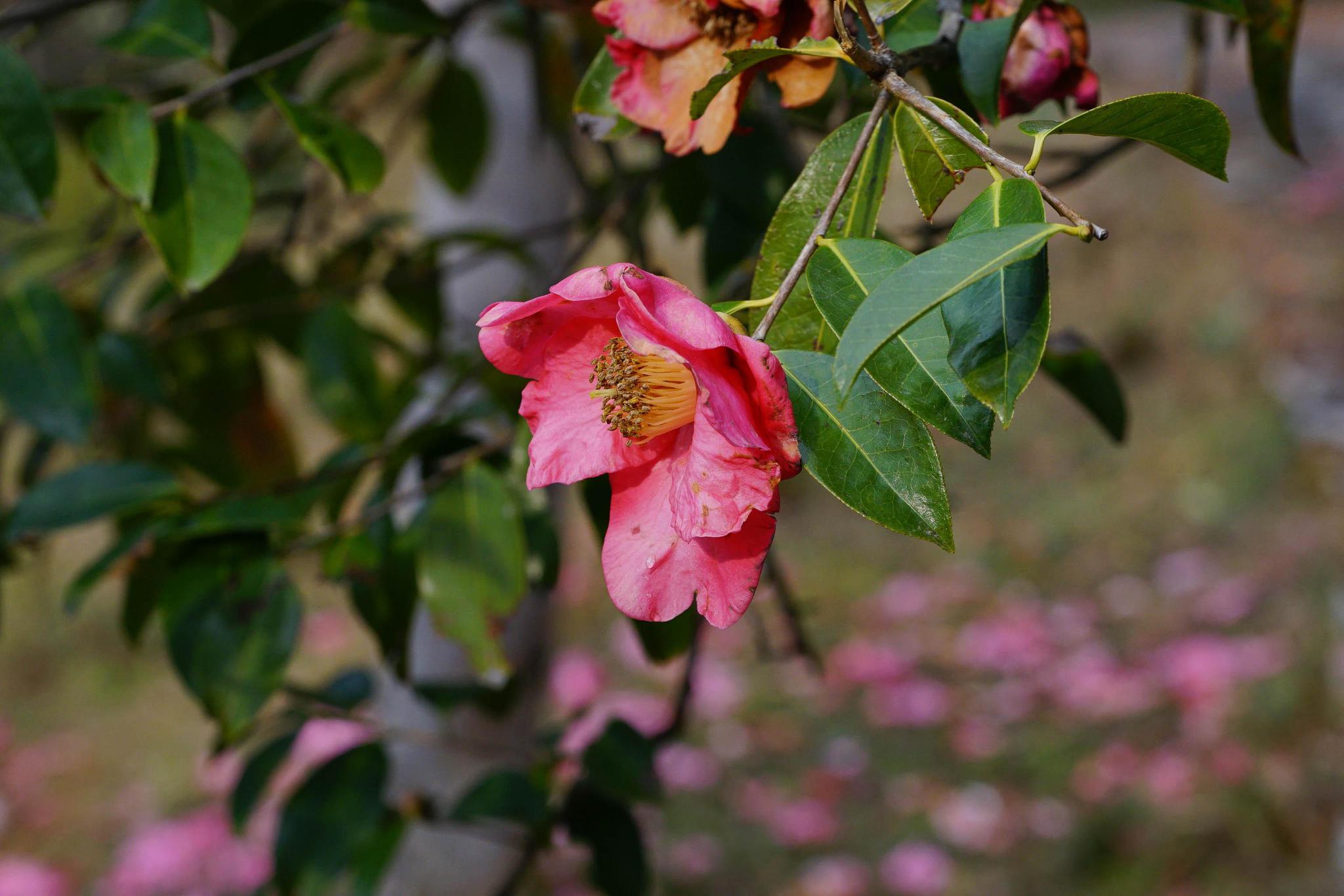 村里的老人自豪地告诉我们,和睦村栽培红花油茶的历史