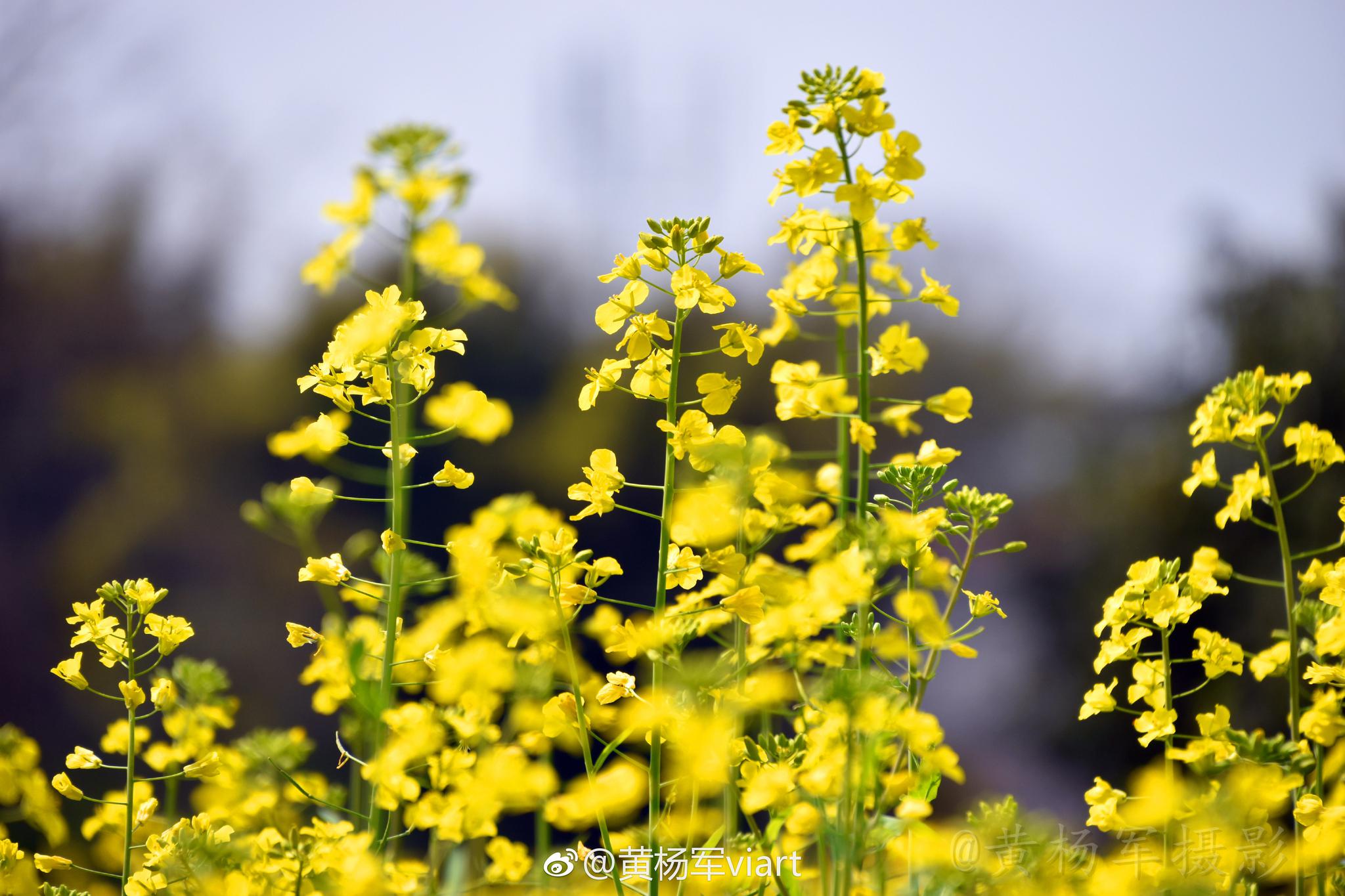成功的花, 人们只惊羡她现时的明艳! 然而当初她的芽儿