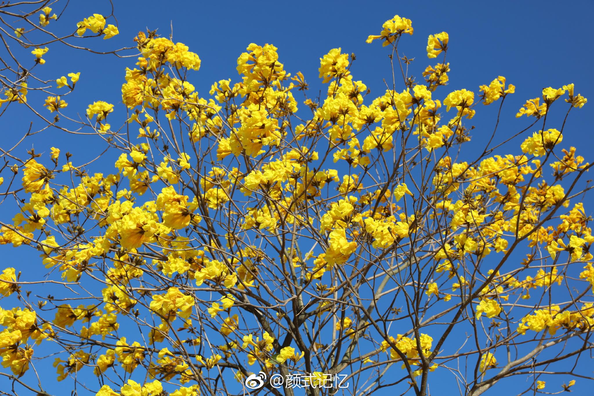 感谢一一黄花风铃木巴西国花
