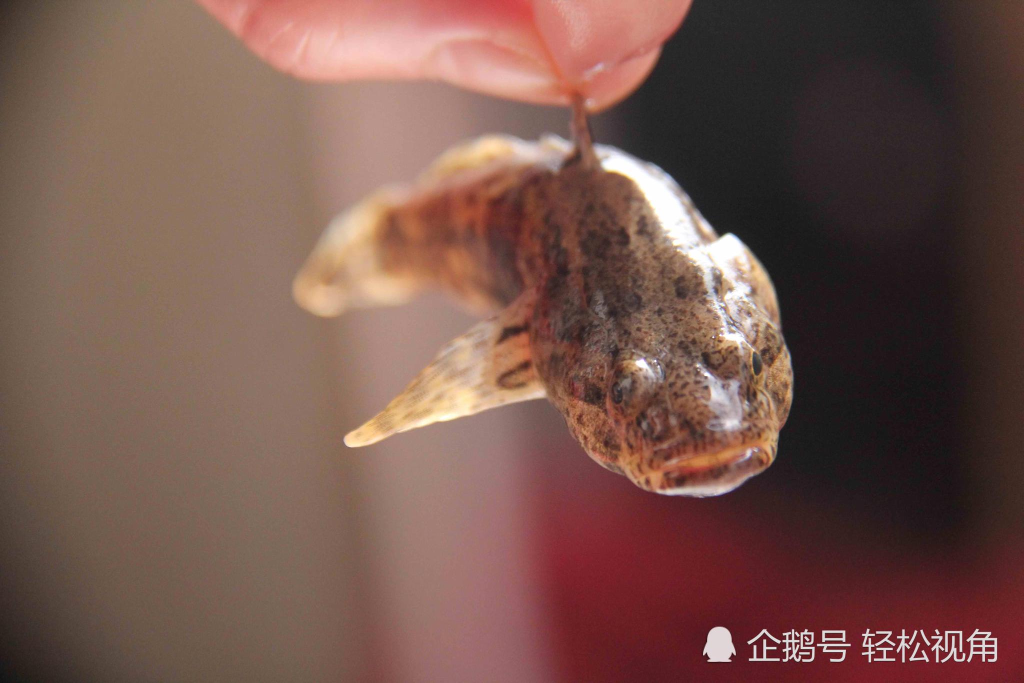 安徽芜湖这长不大的小鱼很好吃,却有个不好听的名字