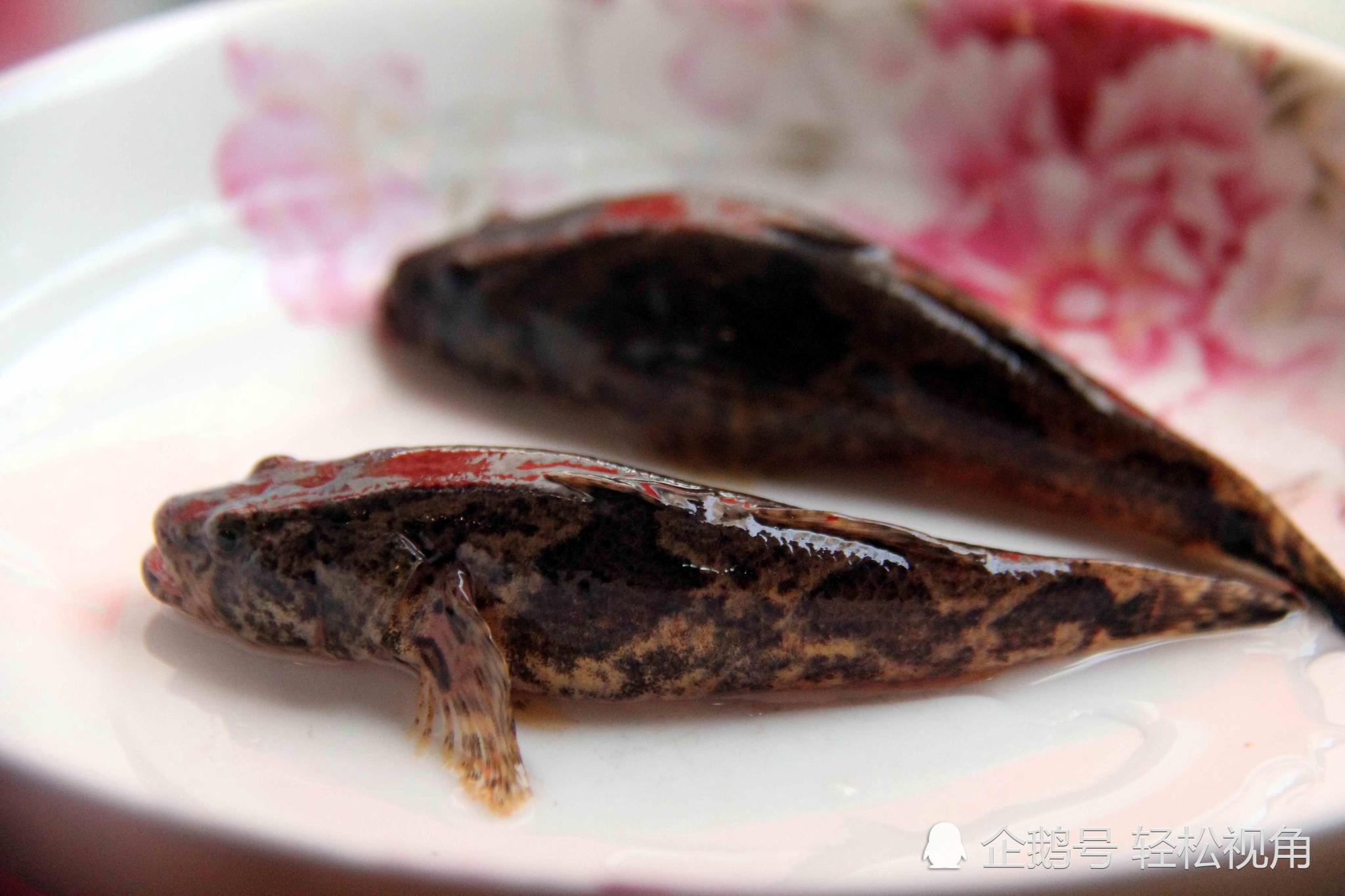 安徽芜湖这长不大的小鱼很好吃,却有个不好听的名字