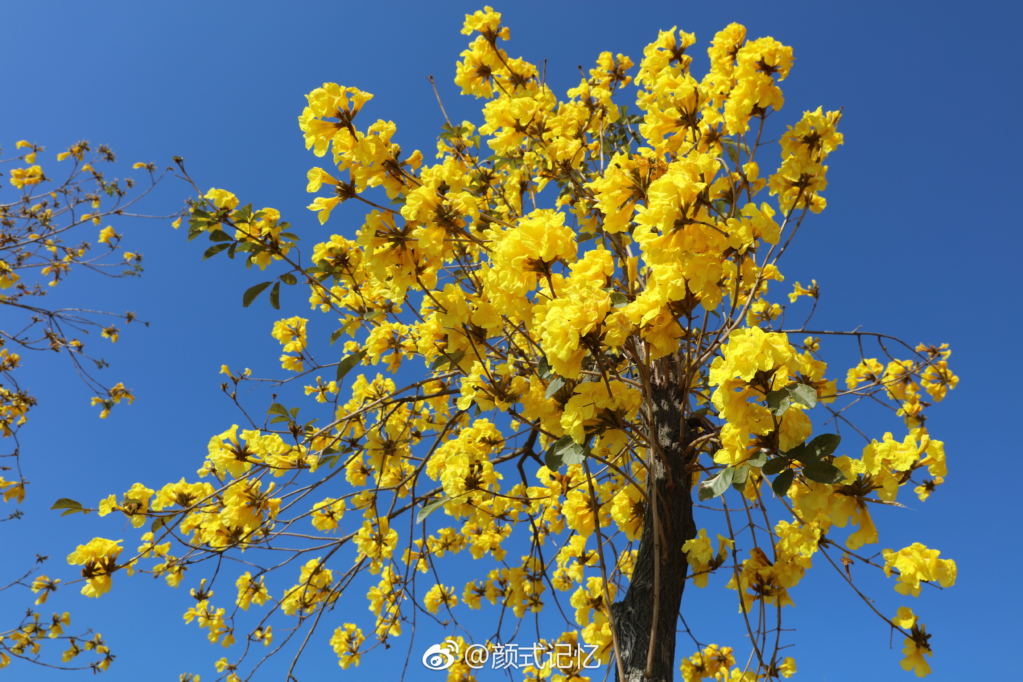 感谢一一黄花风铃木巴西国花