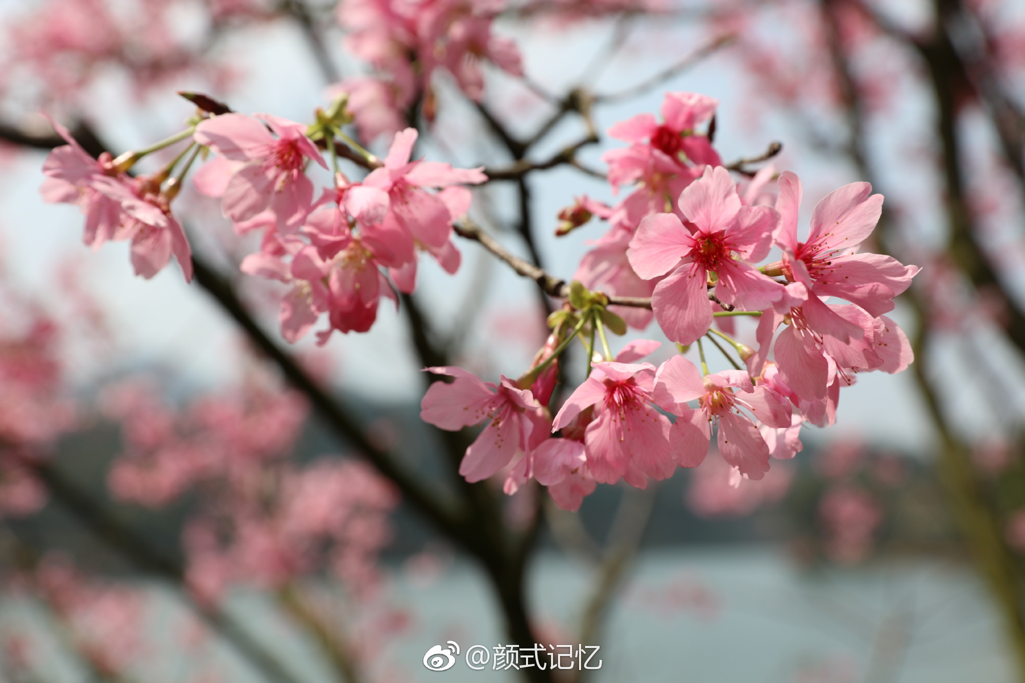 江门圭峰山樱花2021图片