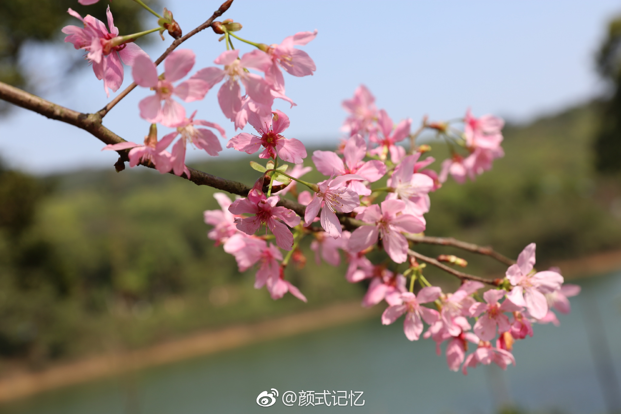 江门圭峰山樱花2021图片