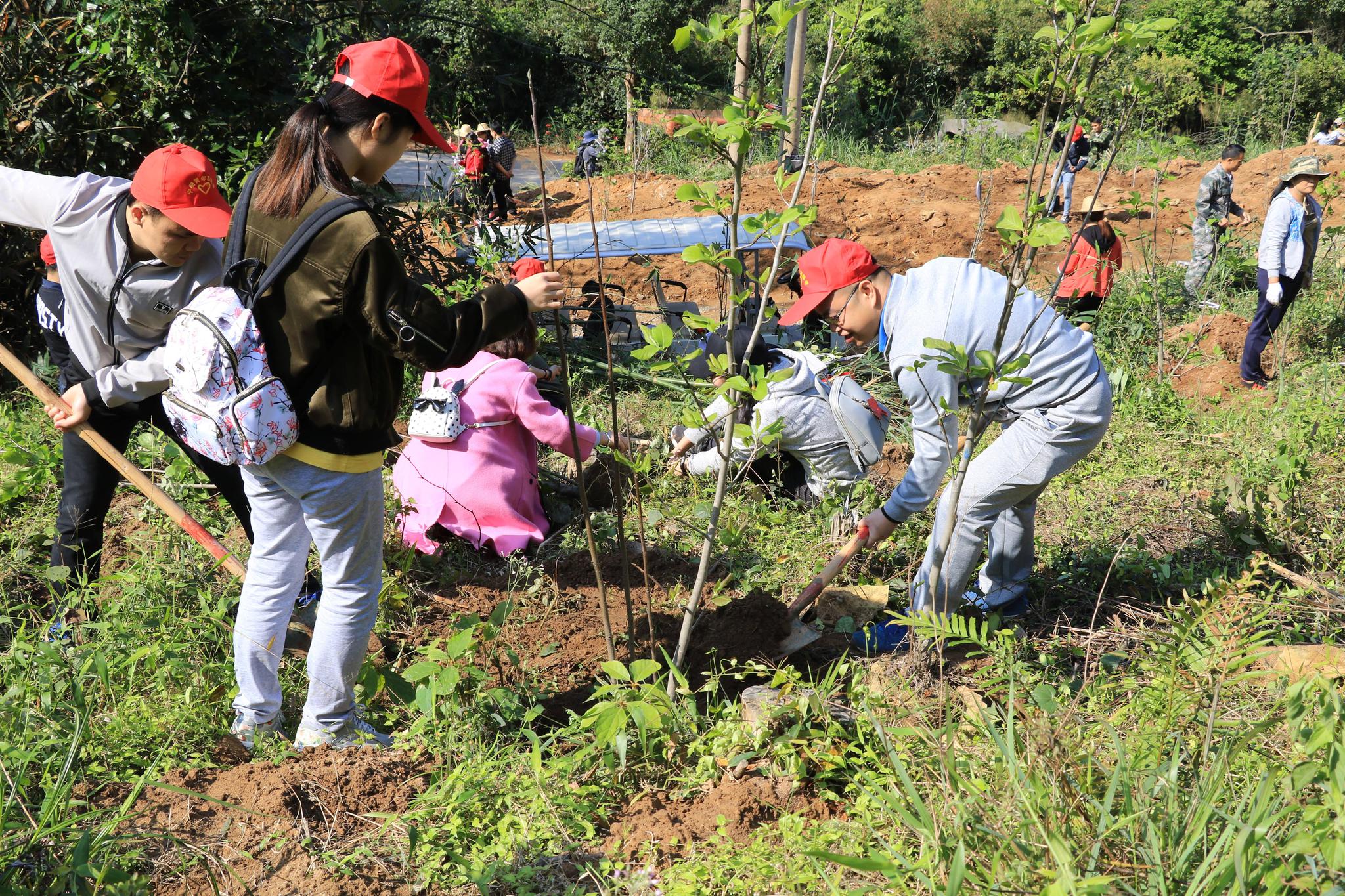 宁明团县委组织开展"团聚青春里·共树友谊林"青年植树联谊活动