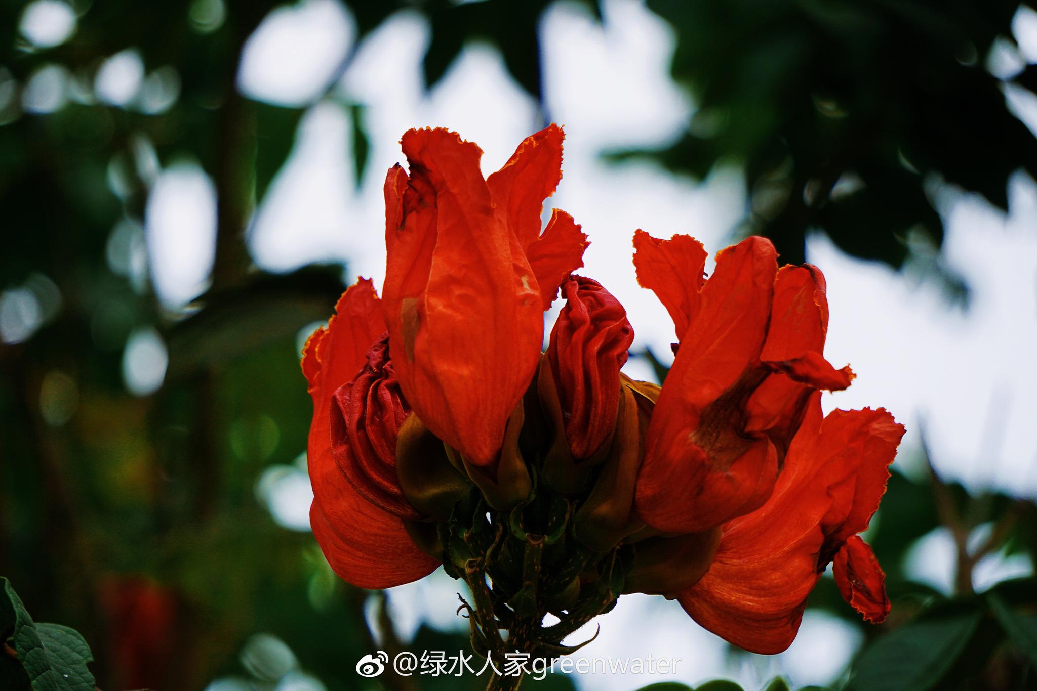 火焰树又名火焰木,苞萼木,原产于非洲
