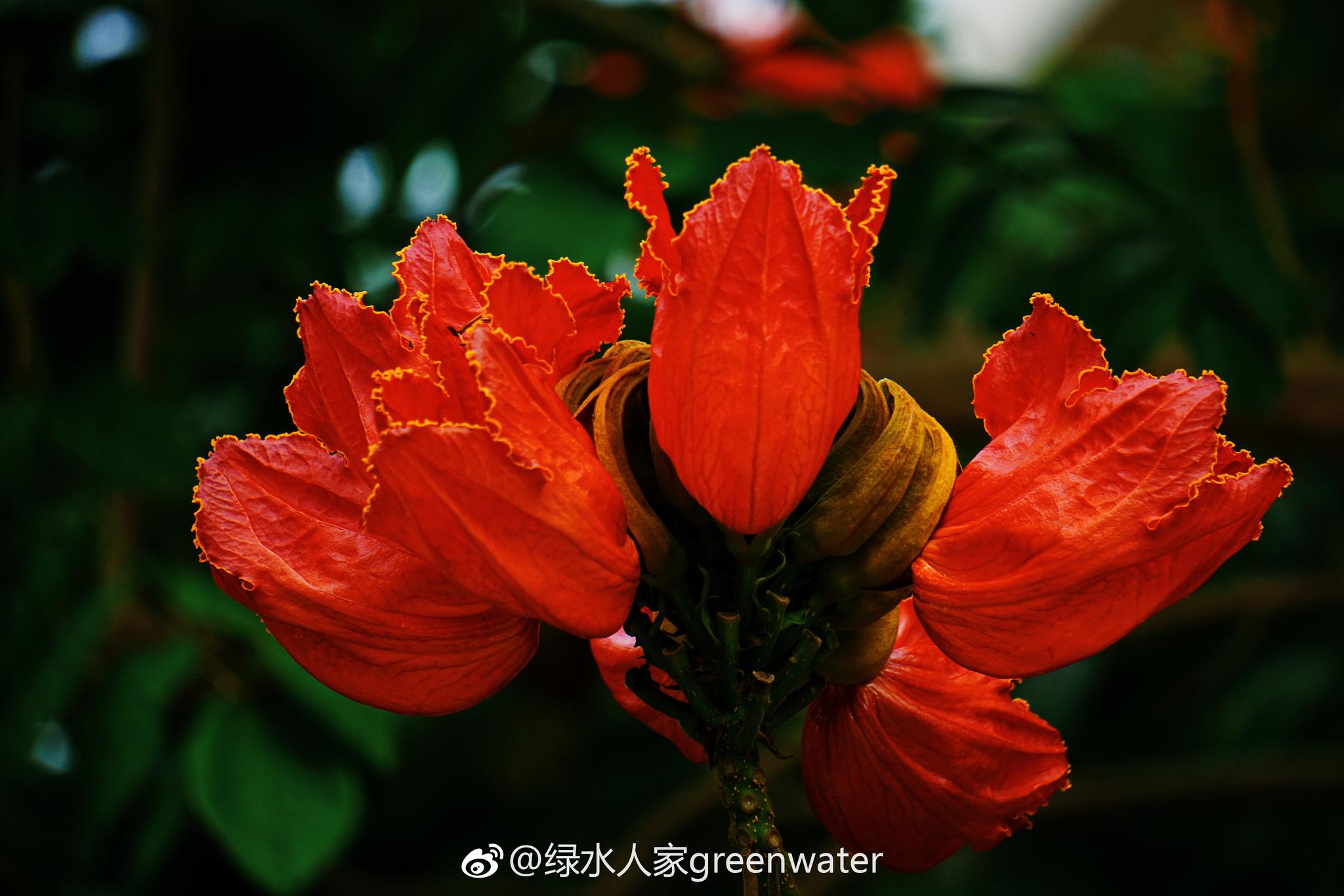 火焰树又名火焰木,苞萼木,原产于非洲