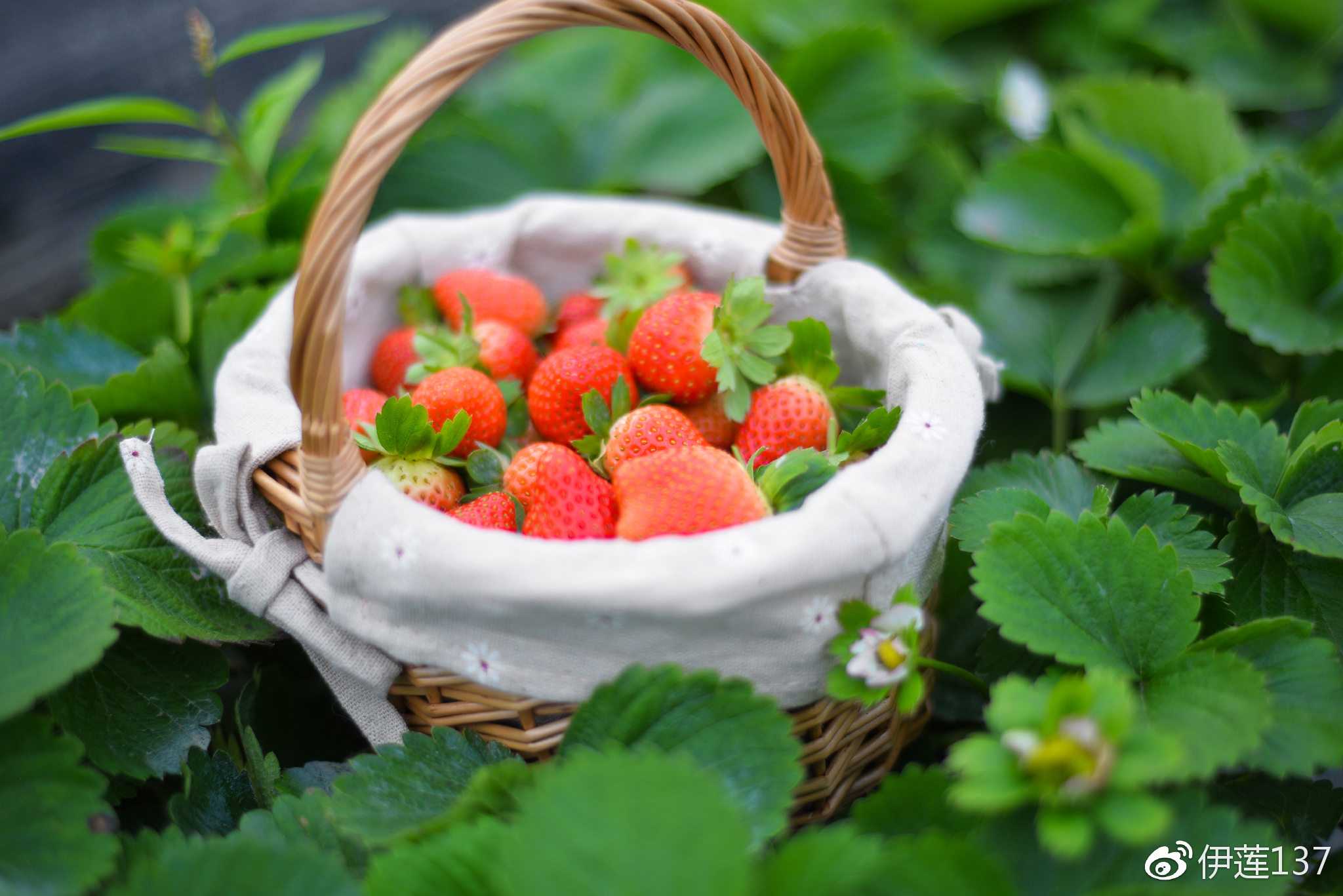 求子梦想!草莓"开春大吉"-第2张图片-秦陆网