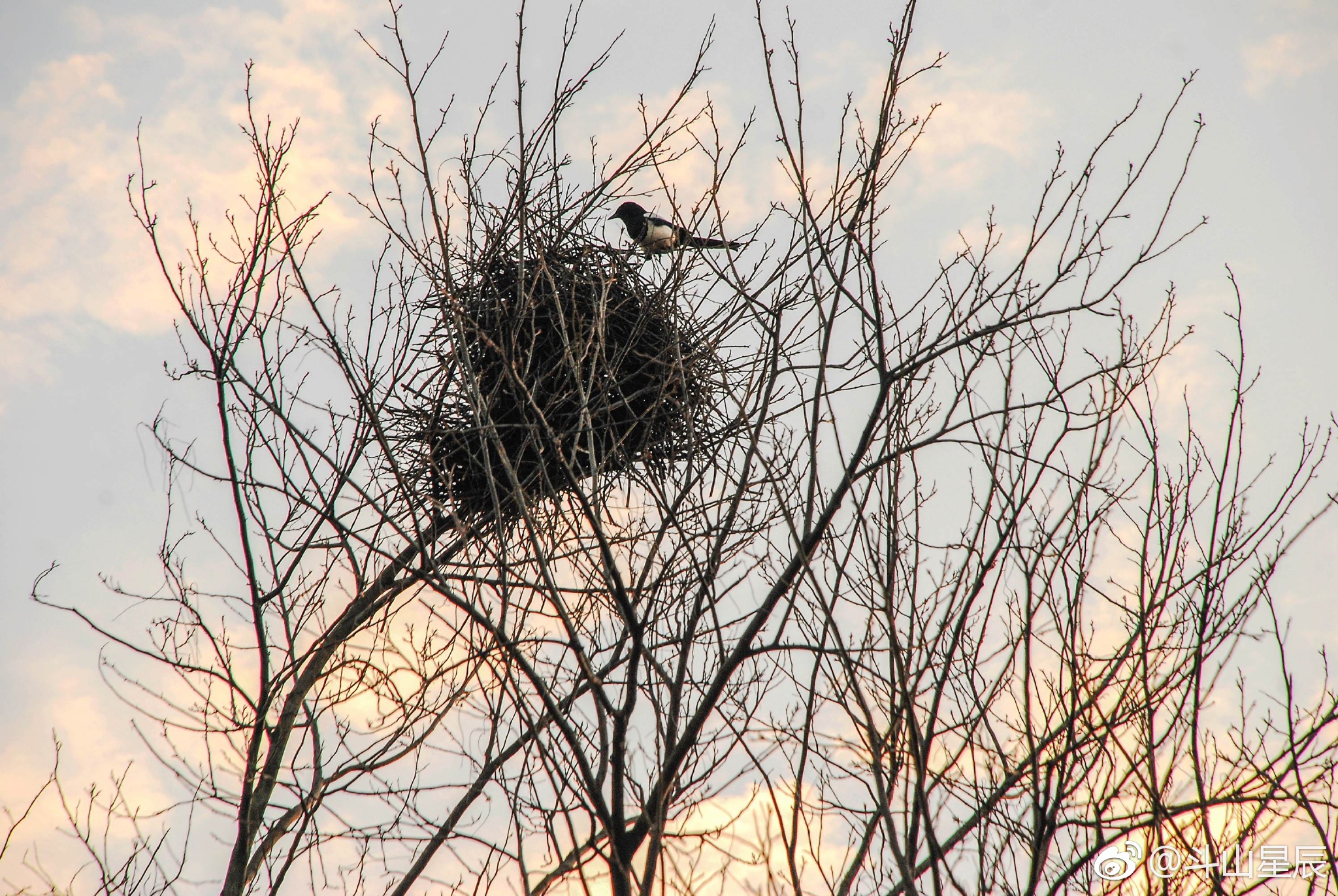 忙碌的喜鹊 有趣的鸟巢|鸟巢|喜鹊|锡山区_新浪新闻