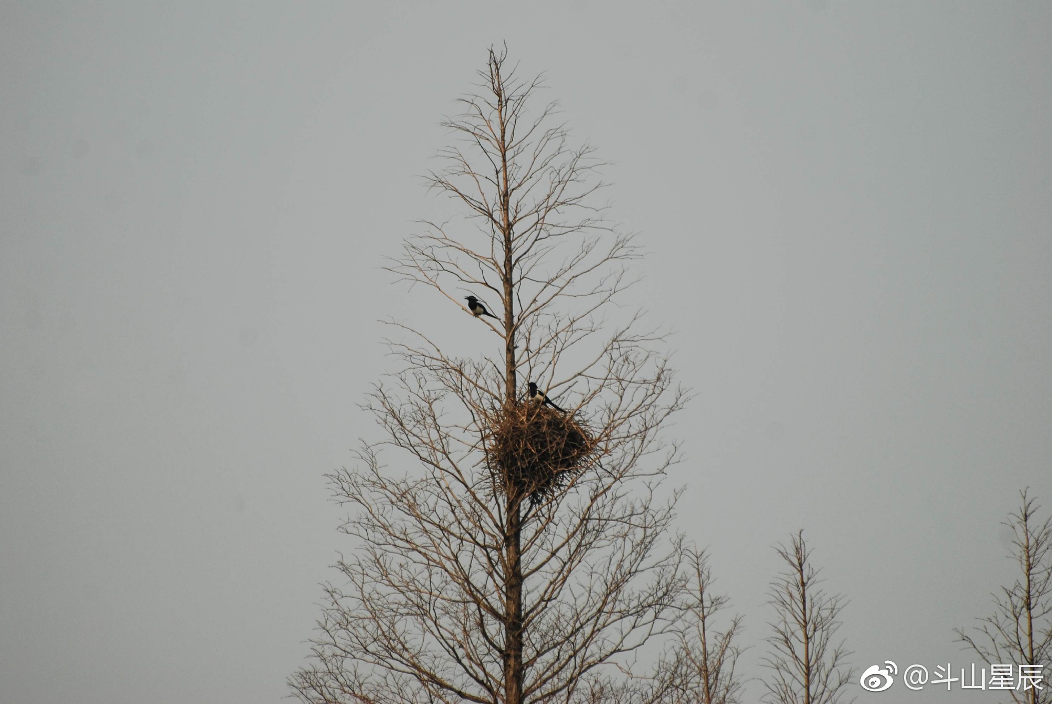 忙碌的喜鹊 有趣的鸟巢|鸟巢|喜鹊|锡山区_新浪新闻