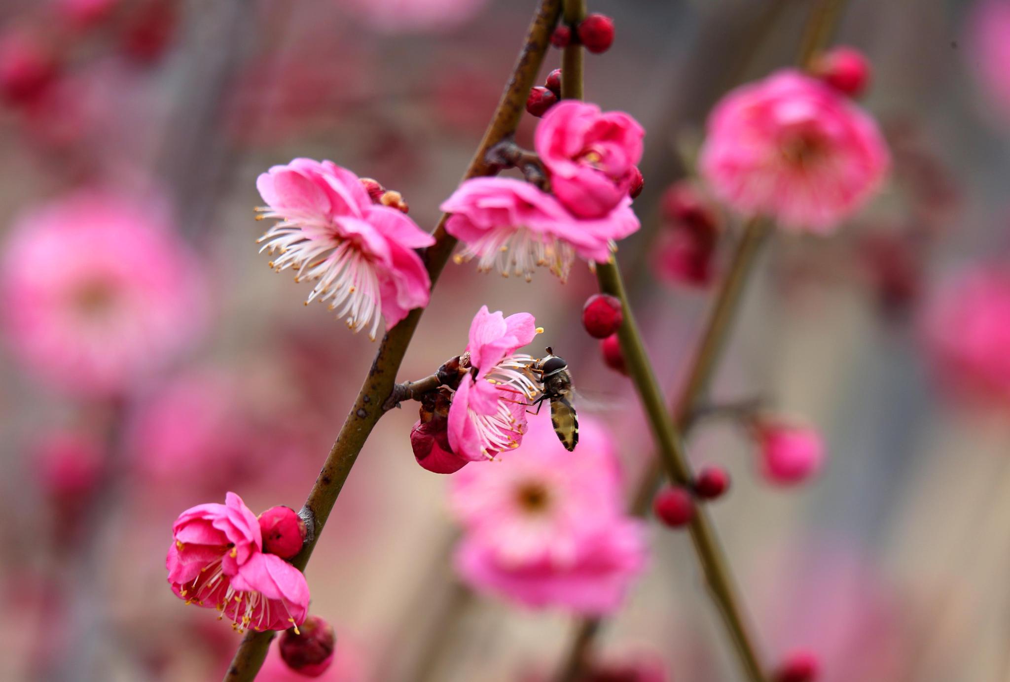 27日,江苏宿迁三台山国家森林公园的梅园里,红色的朱砂梅,黄色的腊梅