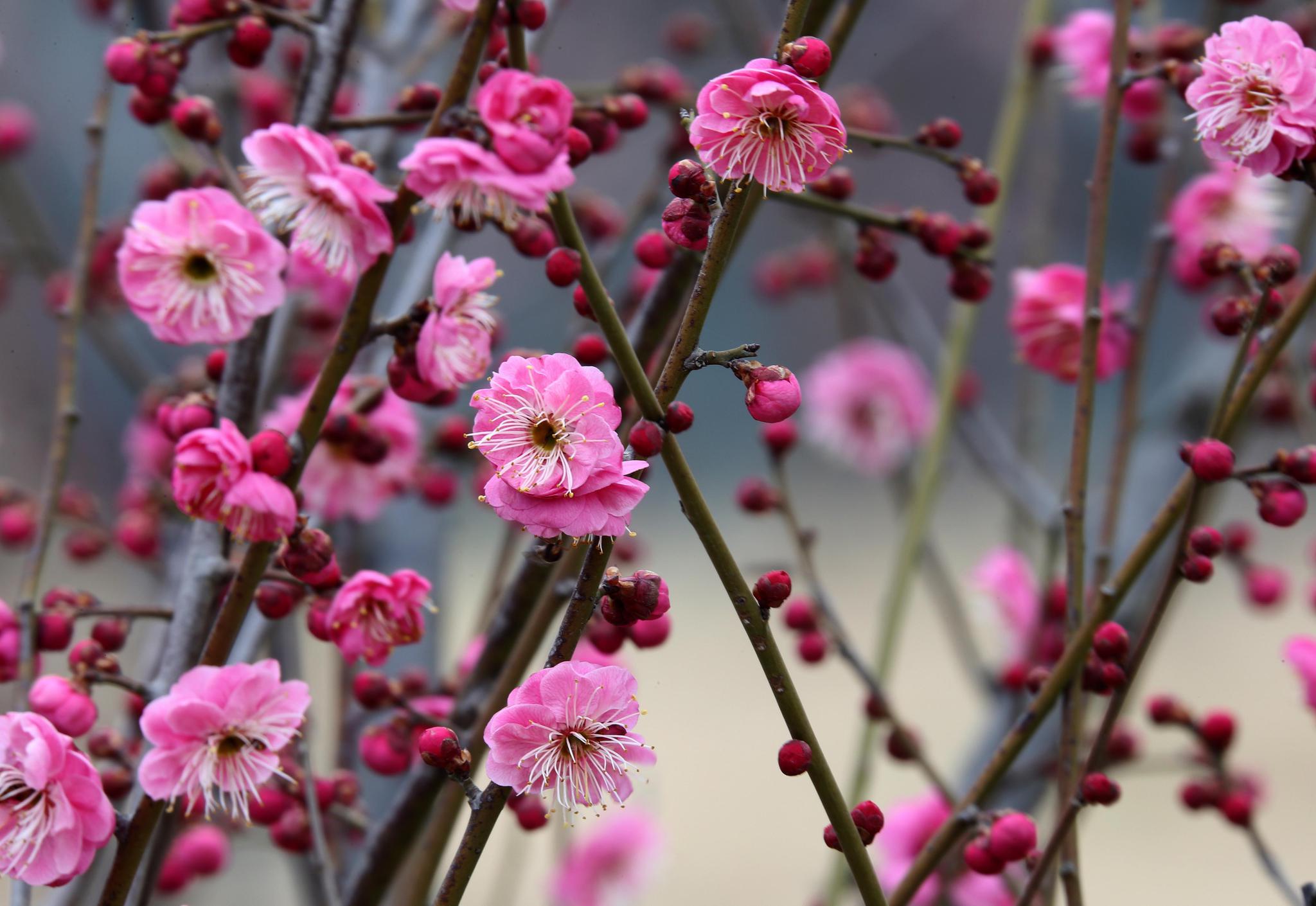 宿迁:长镜头里的三台山五彩梅花
