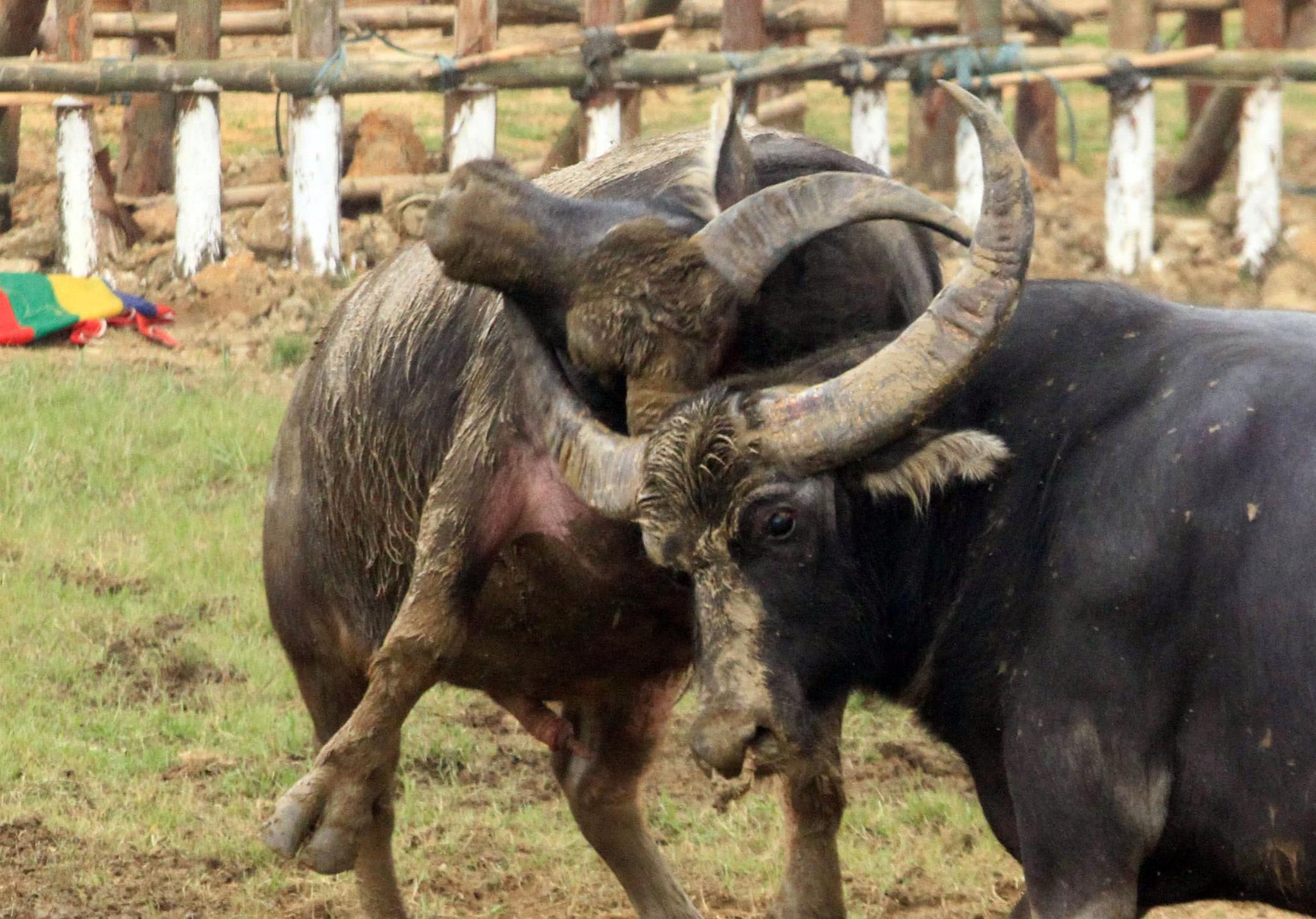 越南最古老的斗牛活动，源于两千年与中国的战争