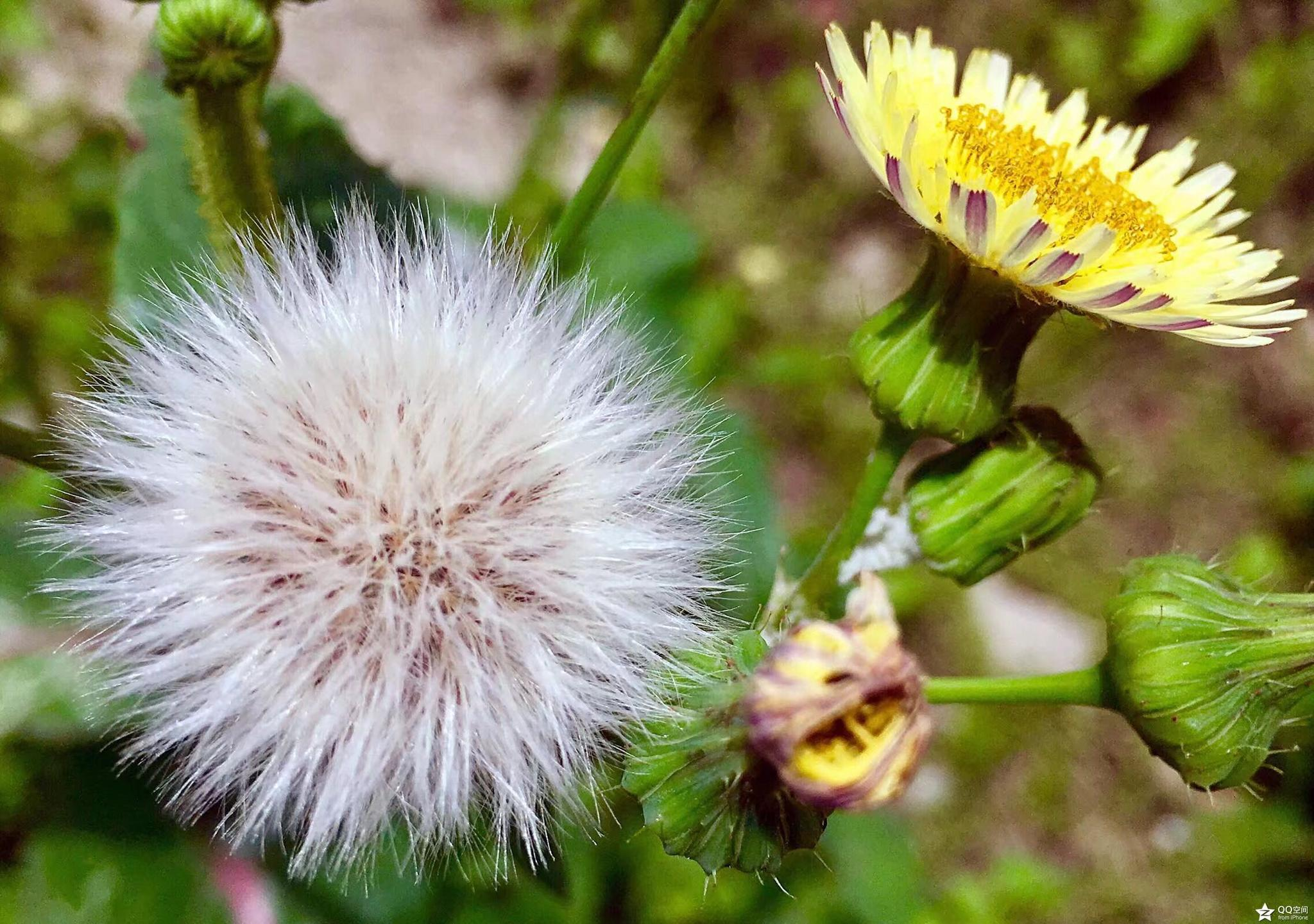 植物摄影全叶苦苣菜
