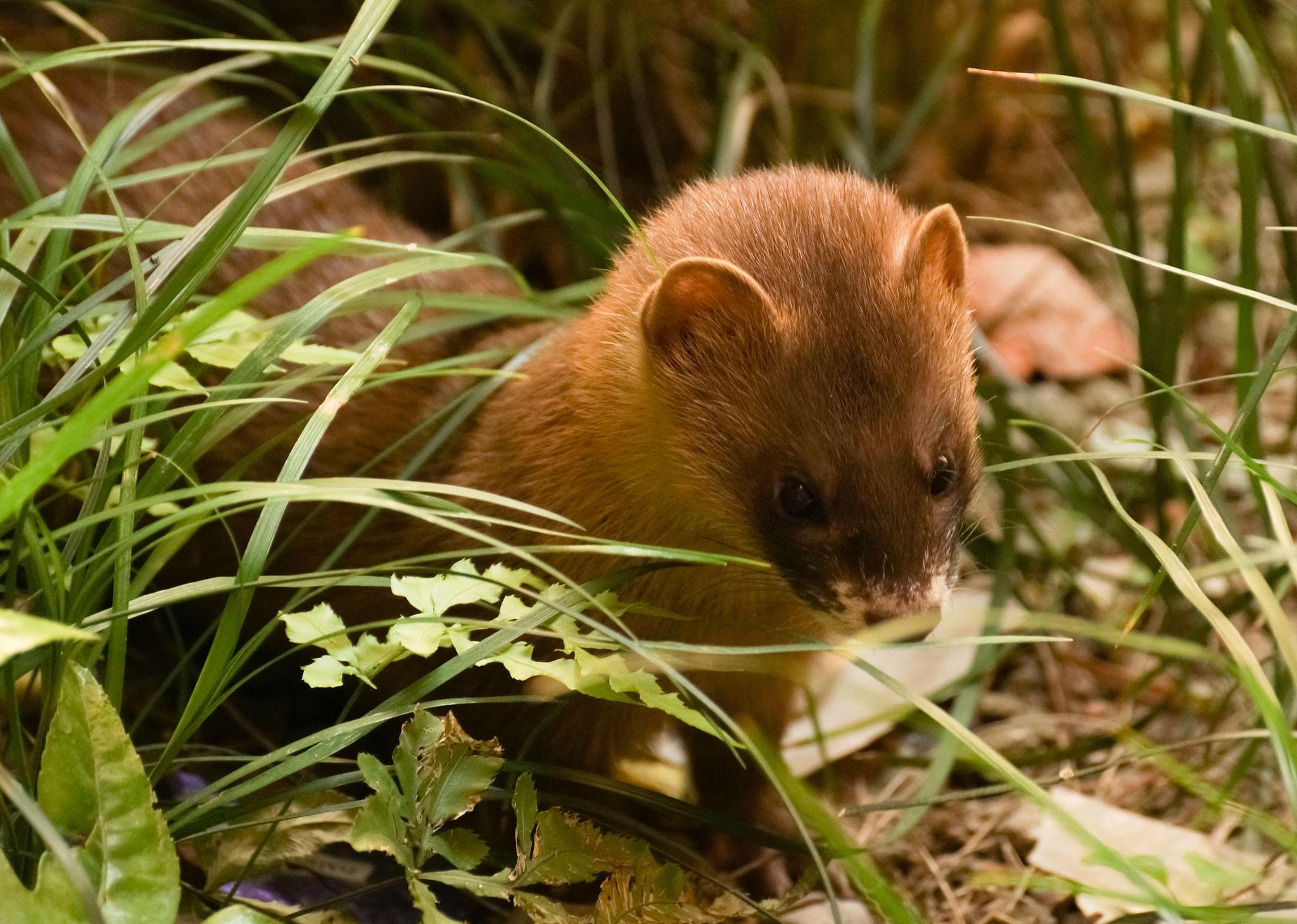 讨封的黄鼠狼会披着一块破布,头上戴着草帽子,模仿人的样子直立行走