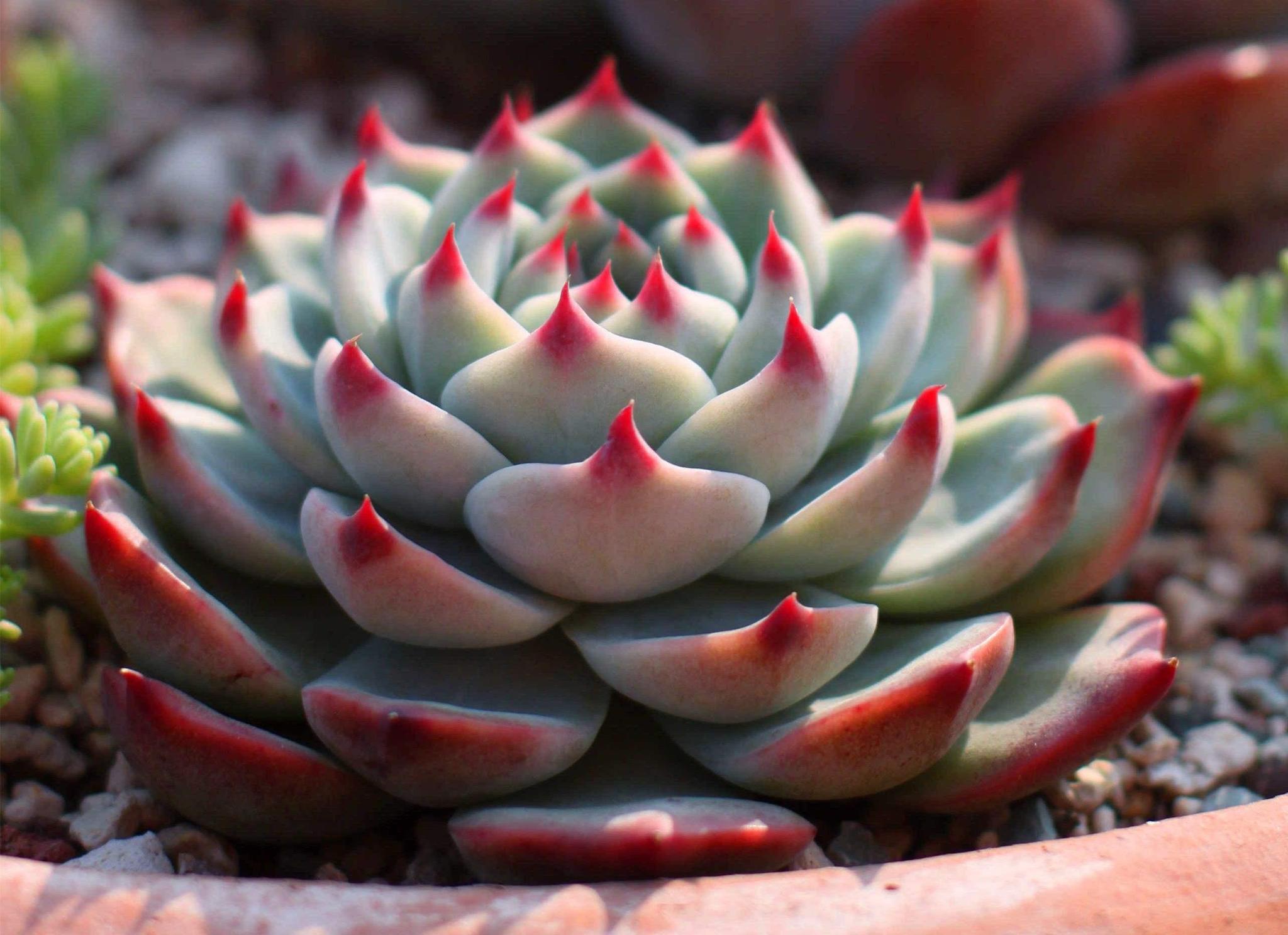 家居养花普货中最美最萌的多肉新手首选的多肉好养又好看