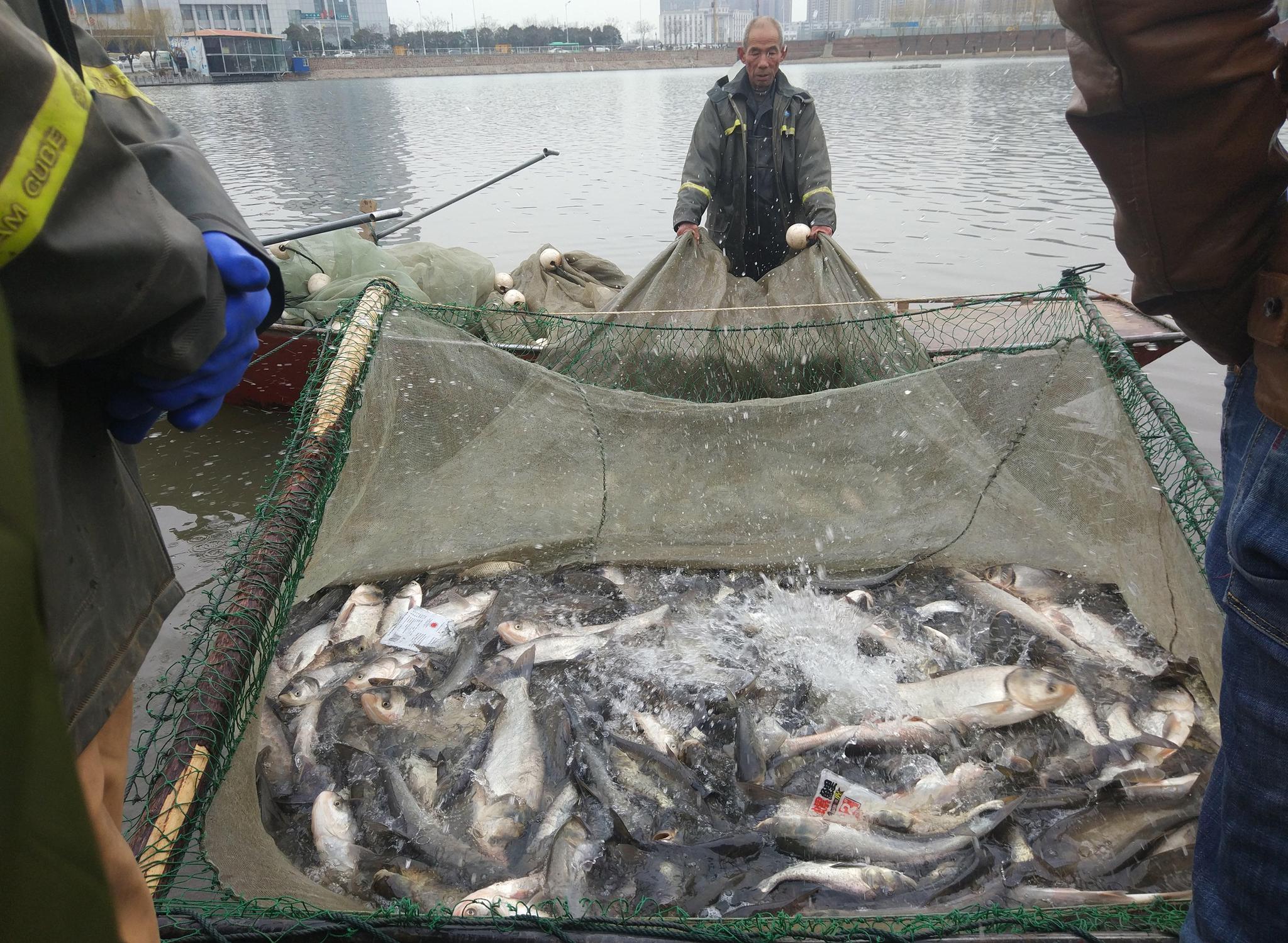 闹市区拉网捕鱼 竟是为了这个原因!